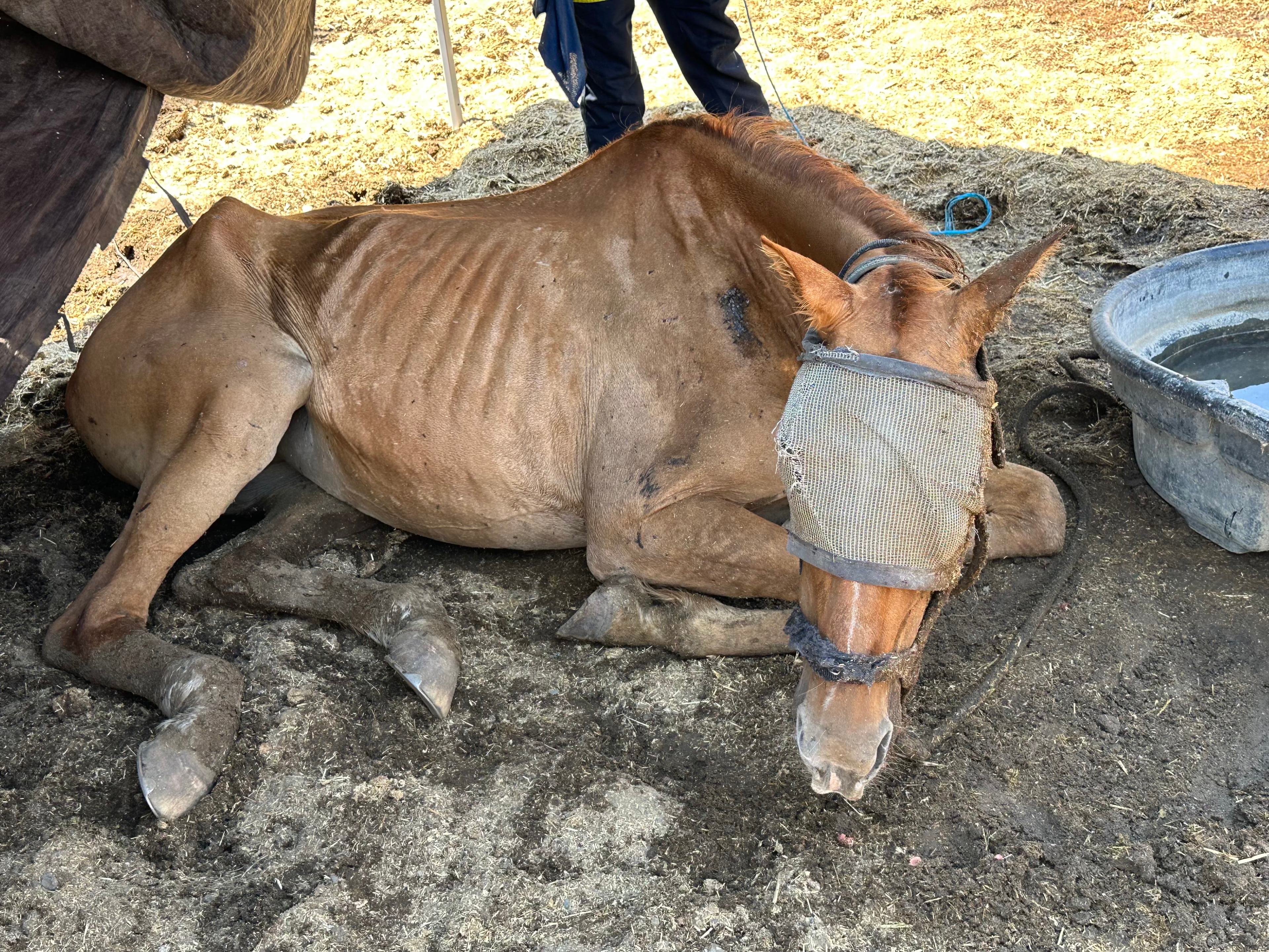 A horse named Honey lays on the ground on a a ranch on Weller Road in Milpitas on July 12, 2024. The horse died a few hours later. The ranch is owned by Chaparral’s owners are Shawn Mott and Susan Pennell.