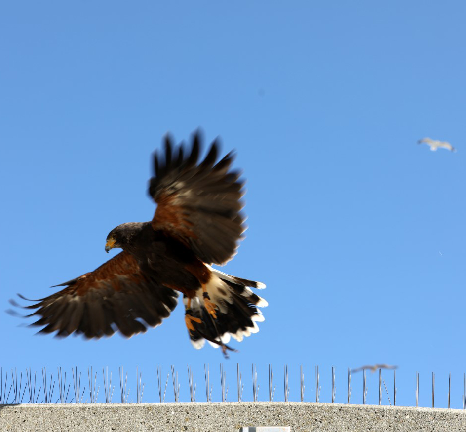 A bird of prey, wings outspread, hovers above a concrete structure with anti-bird spikes under a clear blue sky. Two distant birds are also visible in the sky.