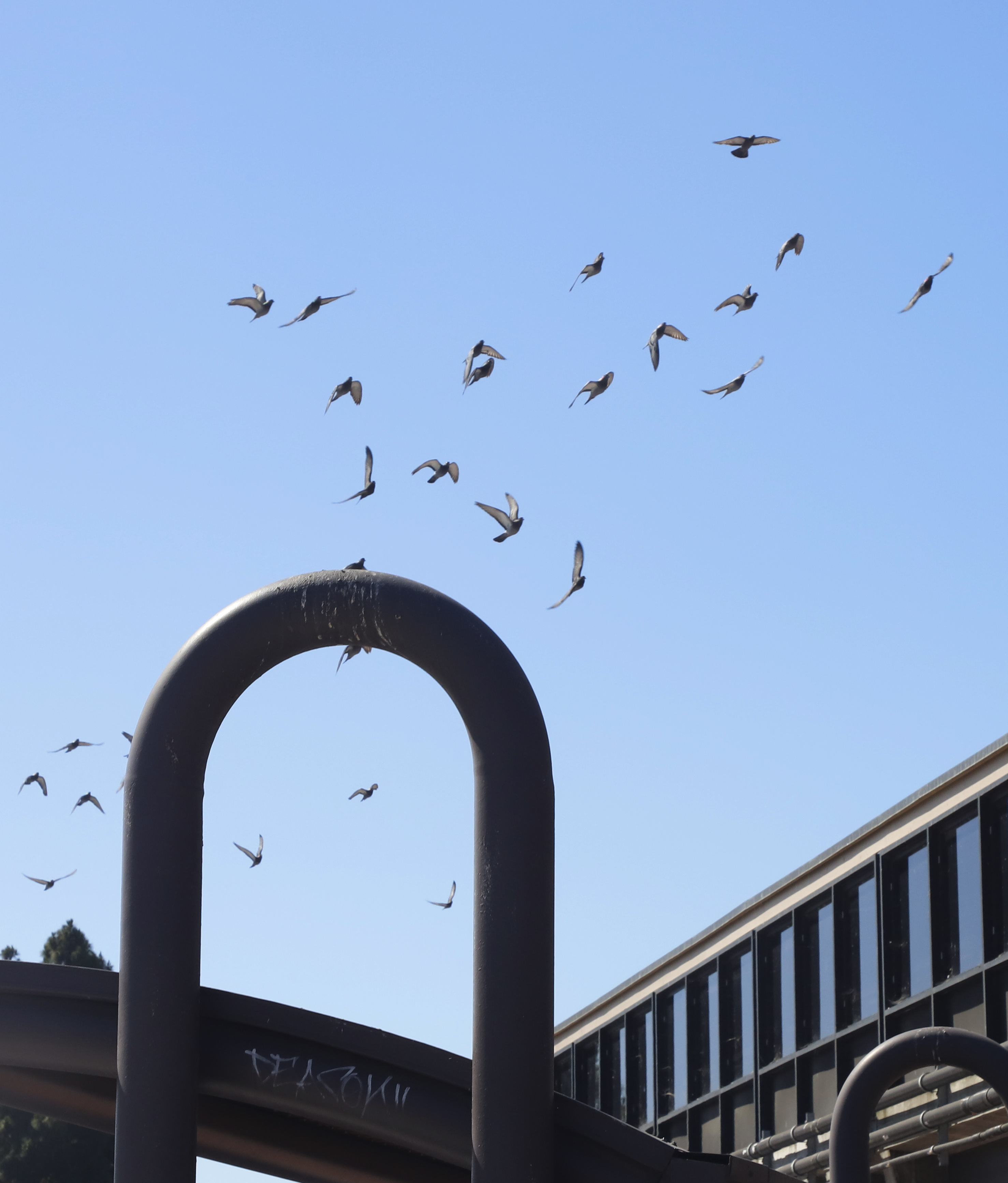 A flock of birds is flying in the clear blue sky above some large, dark metallic structures with an urban setting in the background.