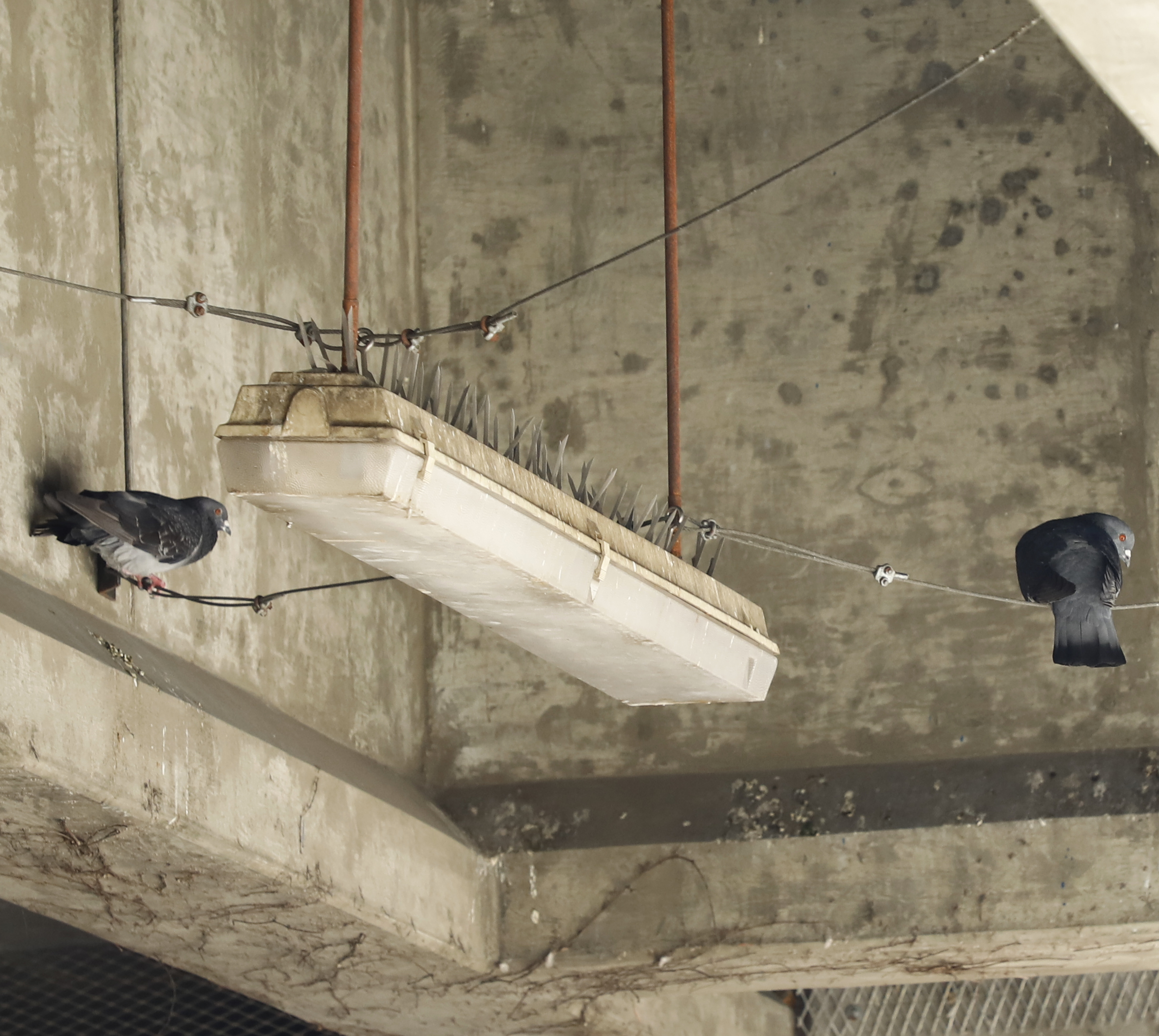Two pigeons sit on wires beneath a concrete ceiling with a suspended light fixture that has bird spikes on top to prevent perching.