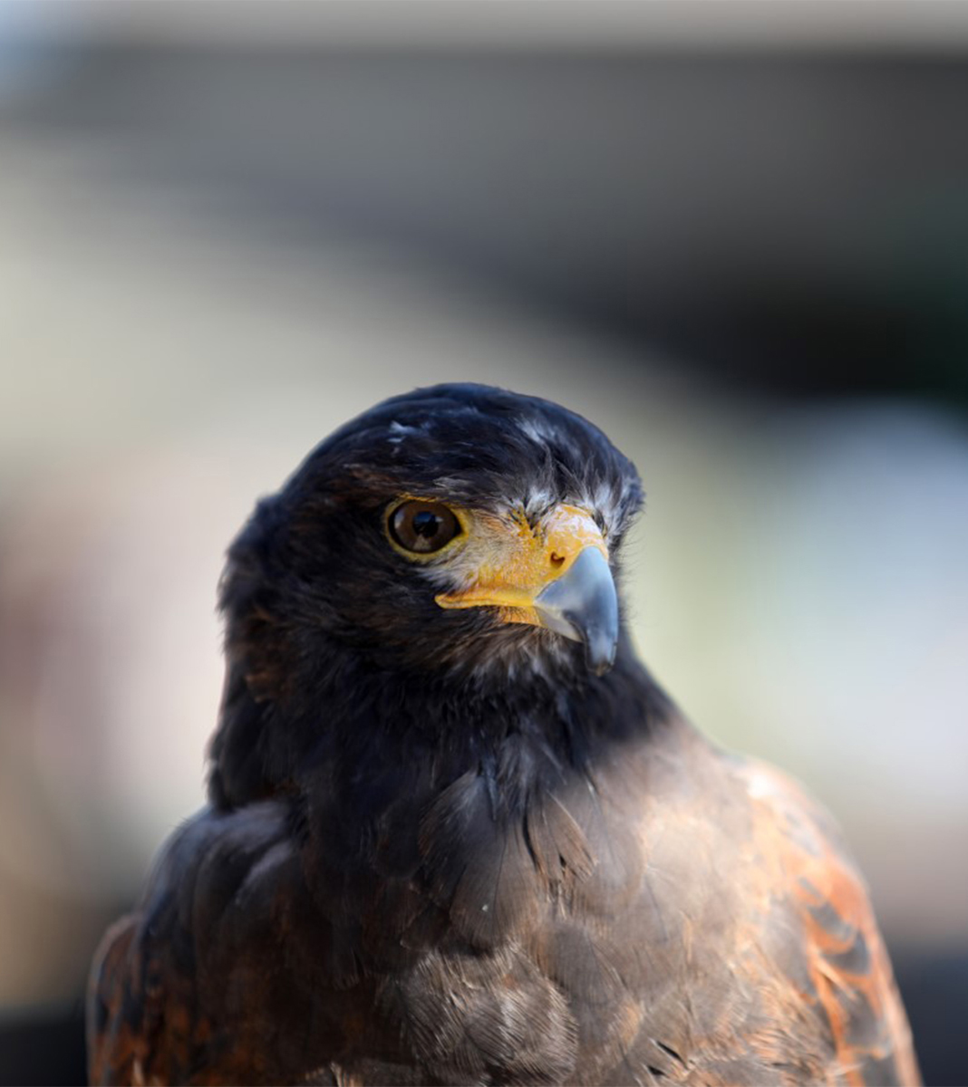 A close-up of a hawk with dark feathers and yellow eyes gazes into the distance. Its sharp beak is prominently displayed against a blurred, neutral background.