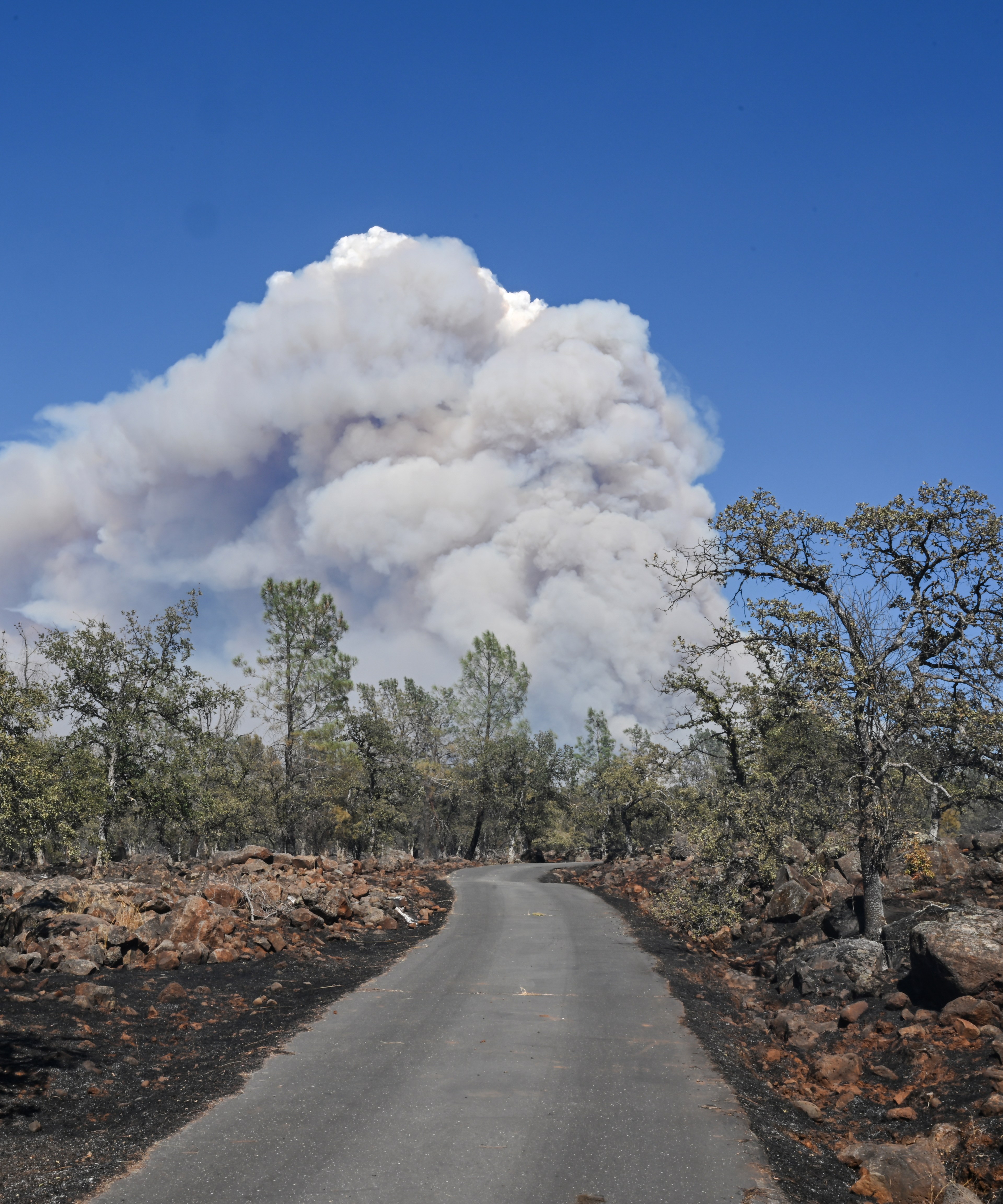 A narrow road surrounded by charred ground and trees leads towards a massive plume of white smoke rising into the clear blue sky, indicating a distant fire.