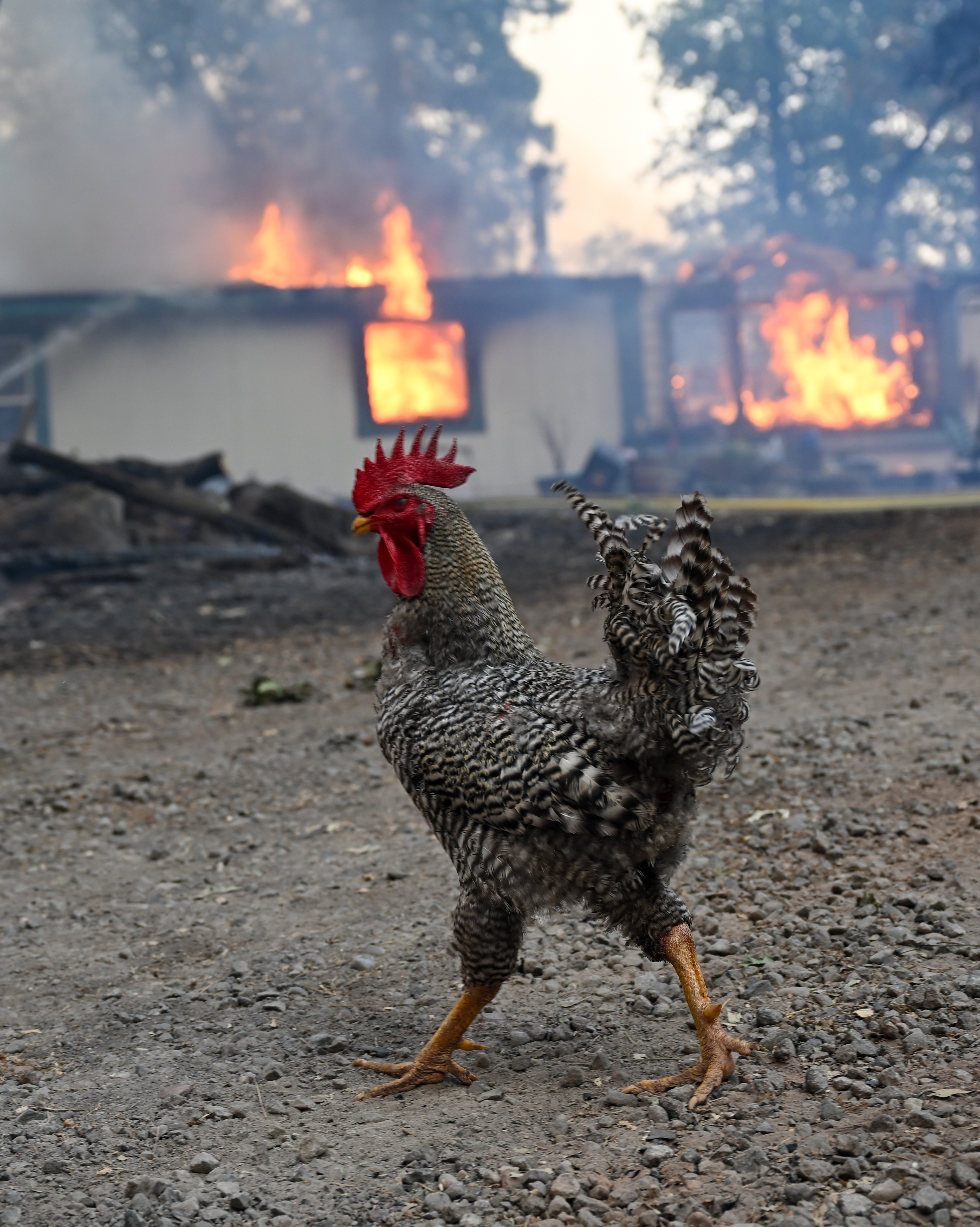 A rooster stands on gravel in the foreground, while a house behind it is engulfed in flames, with smoke and fire dominating the background scene.