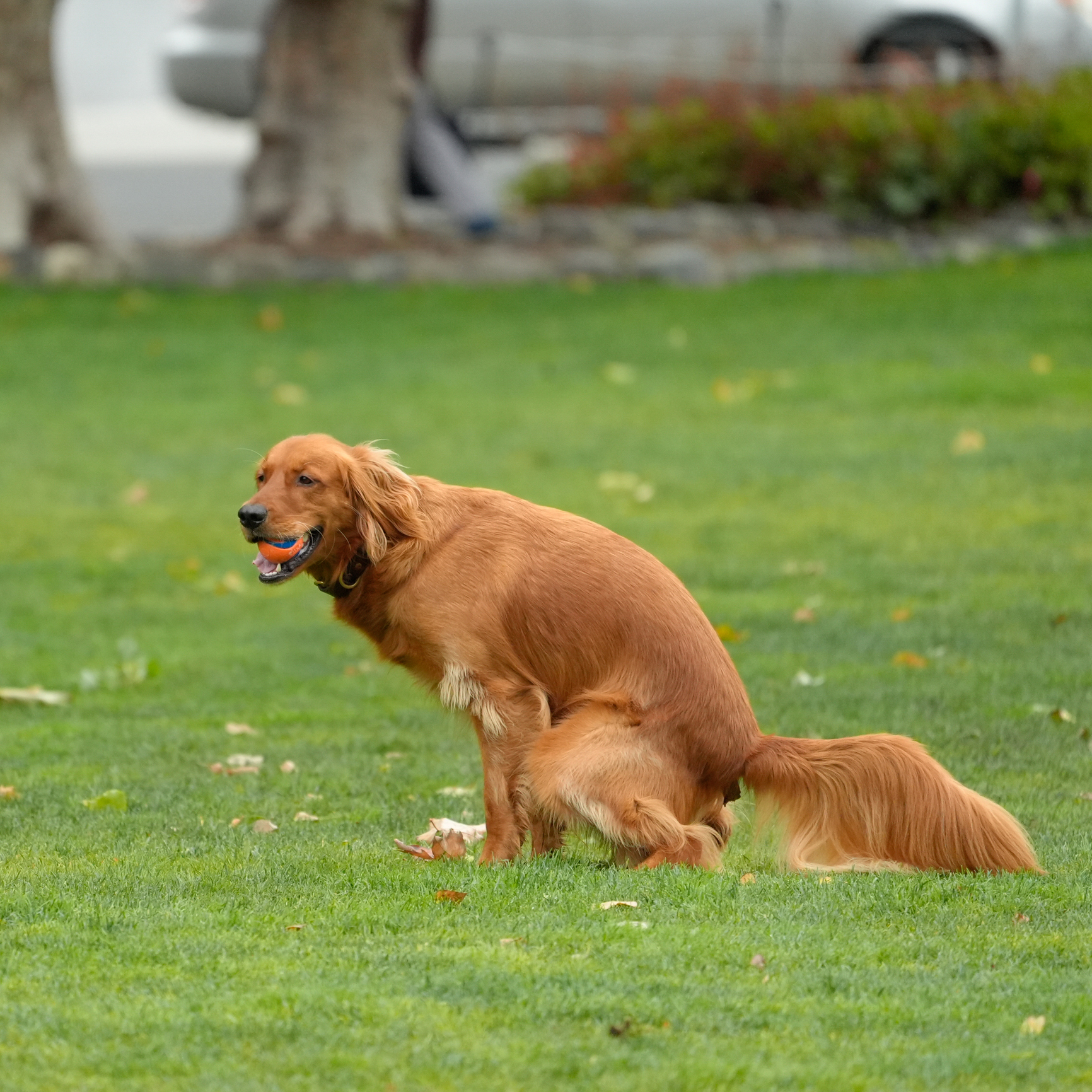 A golden retriever is squatting on a grassy area, appearing to relieve itself. The background includes trees, a car, and some blurred greenery.