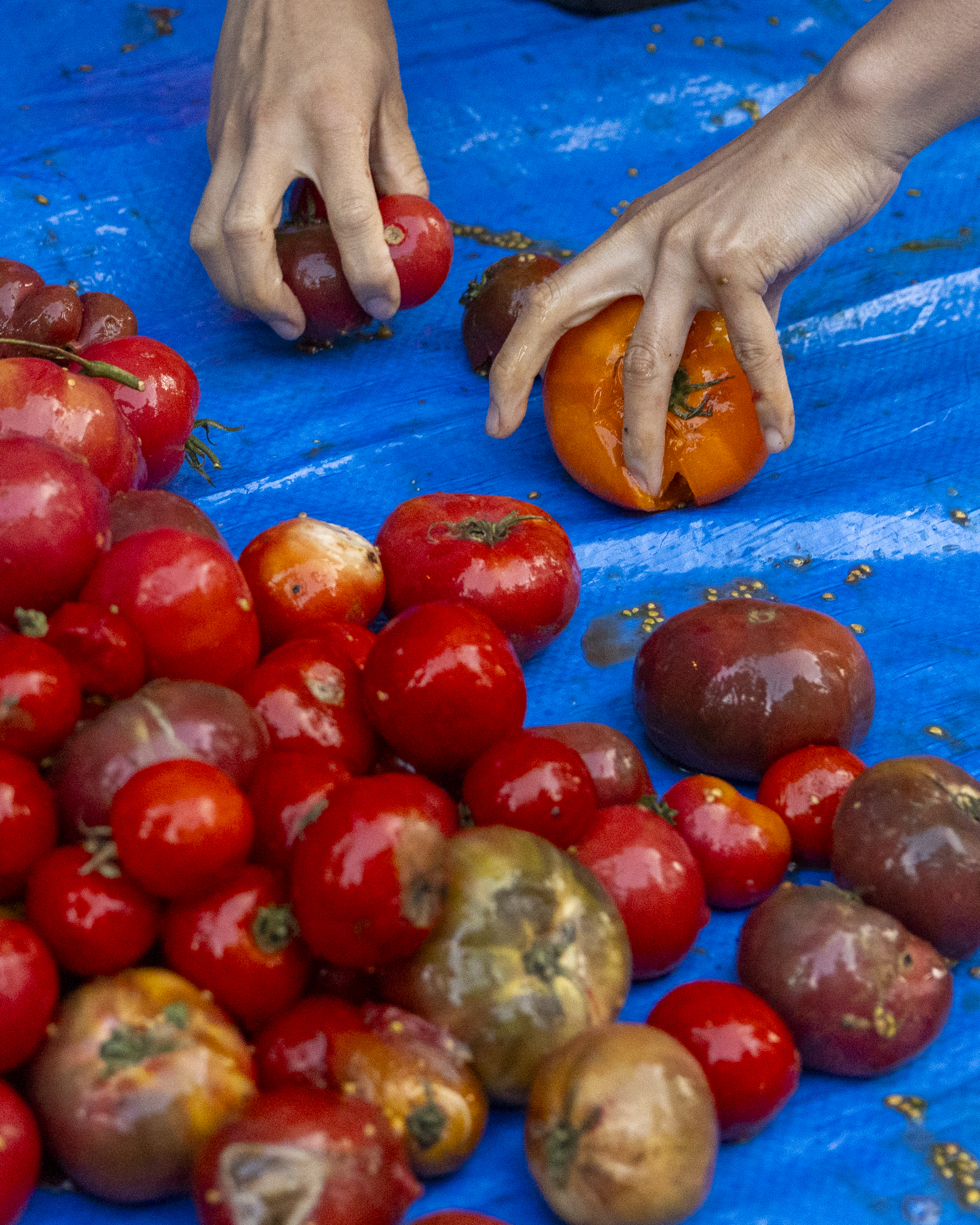 Two hands handling bruised and damaged tomatoes on a blue tarp, surrounded by a pile of various tomatoes, some of which are also damaged.