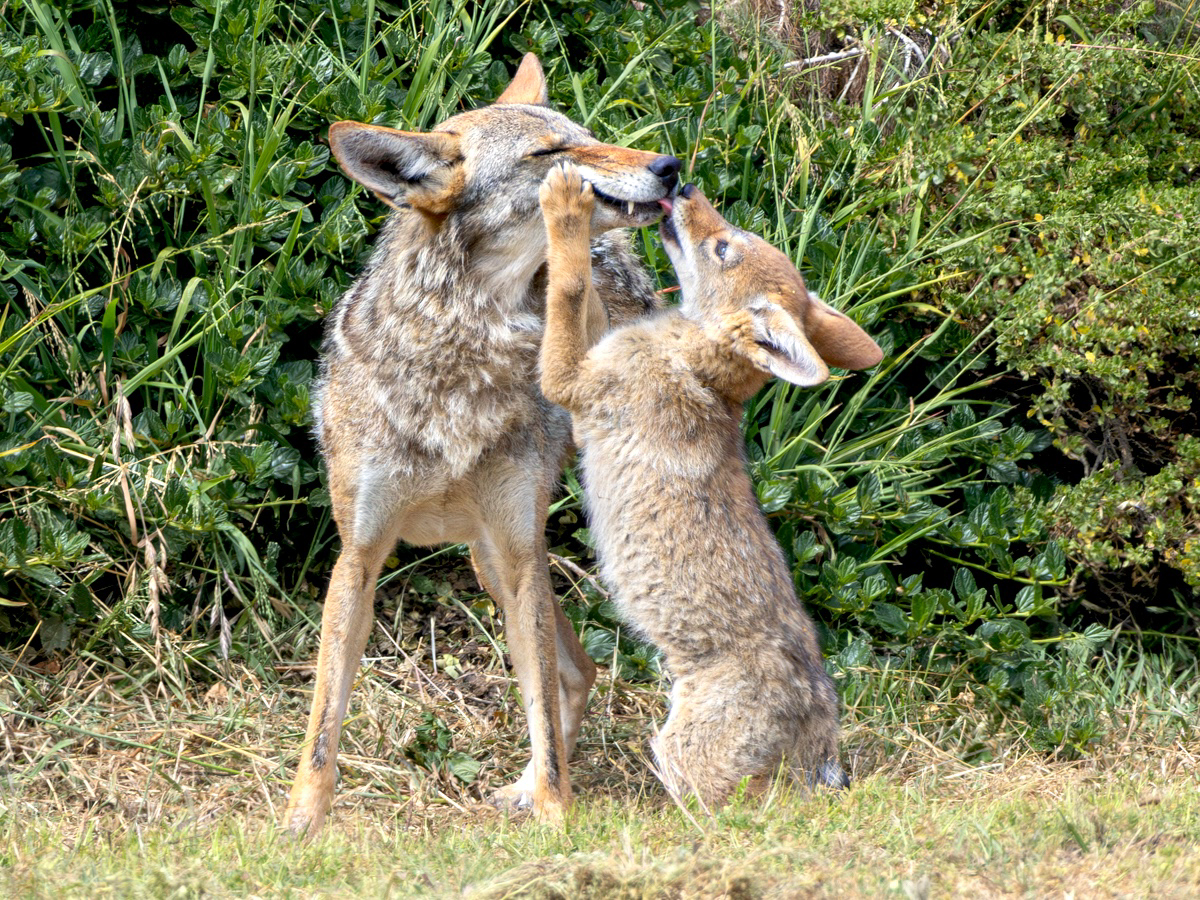 A playful coyote pup stands on its hind legs, affectionately interacting with an adult coyote, surrounded by green foliage and grass.