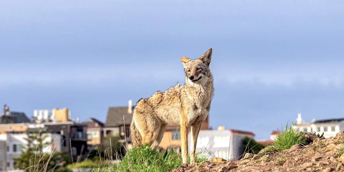 A lone coyote stands on a hill in San Francisco.