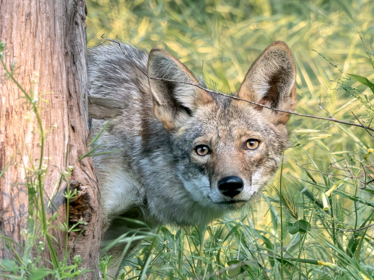 A coyote peeks from behind a tree