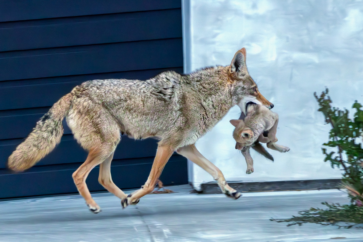 A coyote is walking on a paved surface while carrying a small puppy in its mouth. The background includes a dark panel and some foliage.