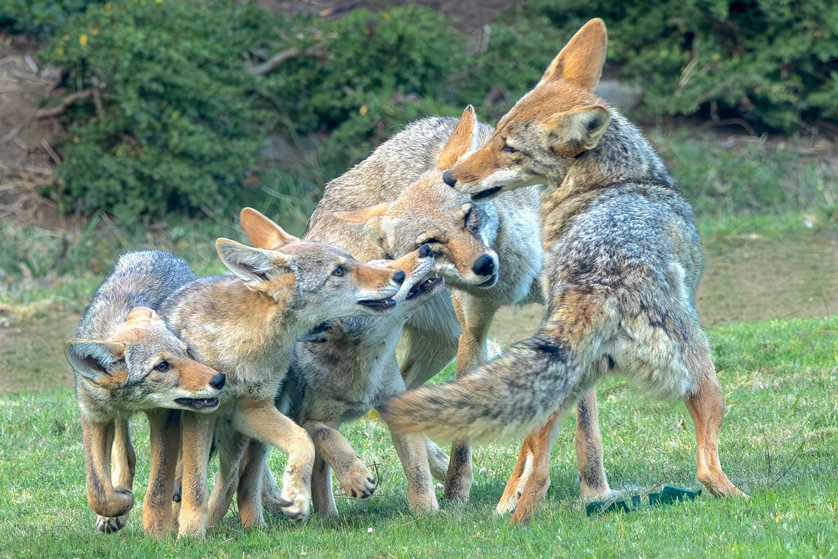 A family of coyotes plays