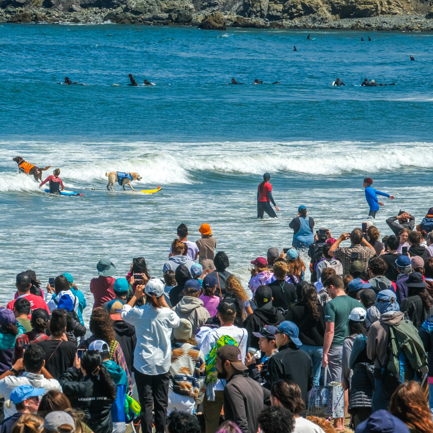 A crowd gathers on the beach watching dogs in life jackets surfing waves with their human companions in shallow water, with more surfers in the background.