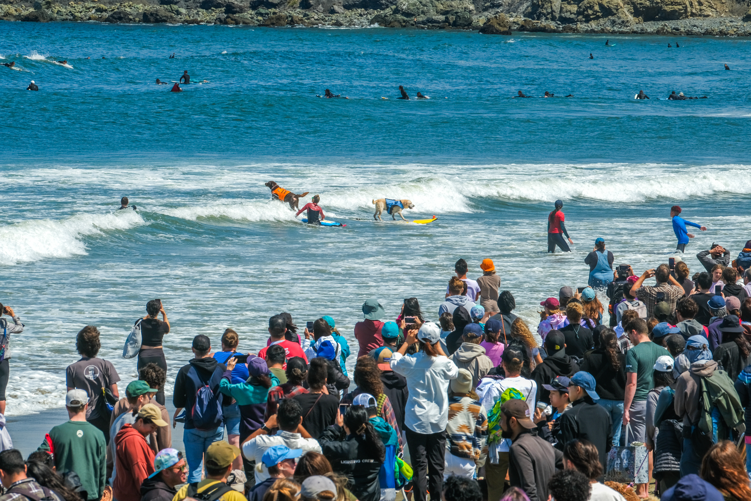 A crowd gathers on the beach watching dogs in life jackets surfing waves with their human companions in shallow water, with more surfers in the background.