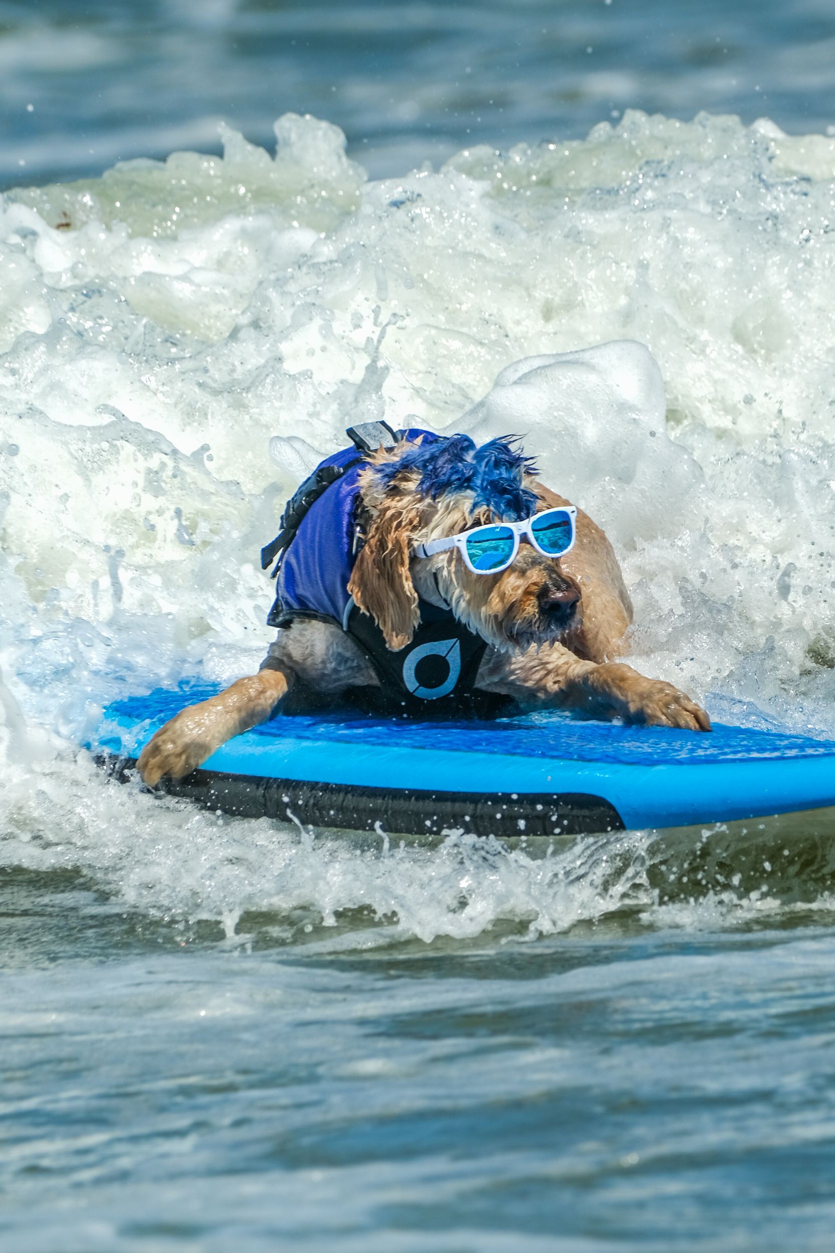 A dog with blue hair, wearing sunglasses and a vest, is riding a blue surfboard on a wave with water splashing around.