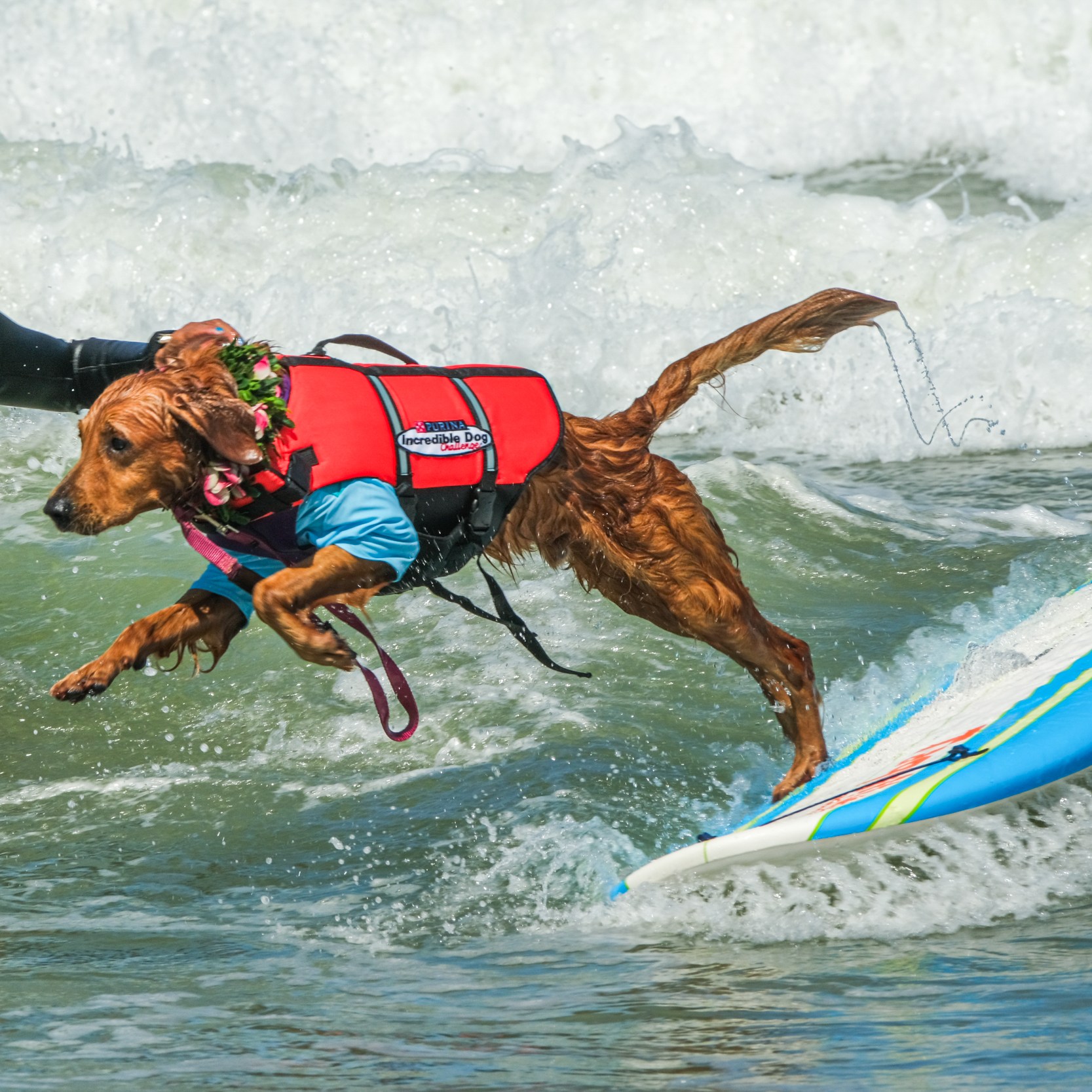 A person in a wetsuit helps a dog, wearing a life jacket, jump onto a surfboard in the waves.