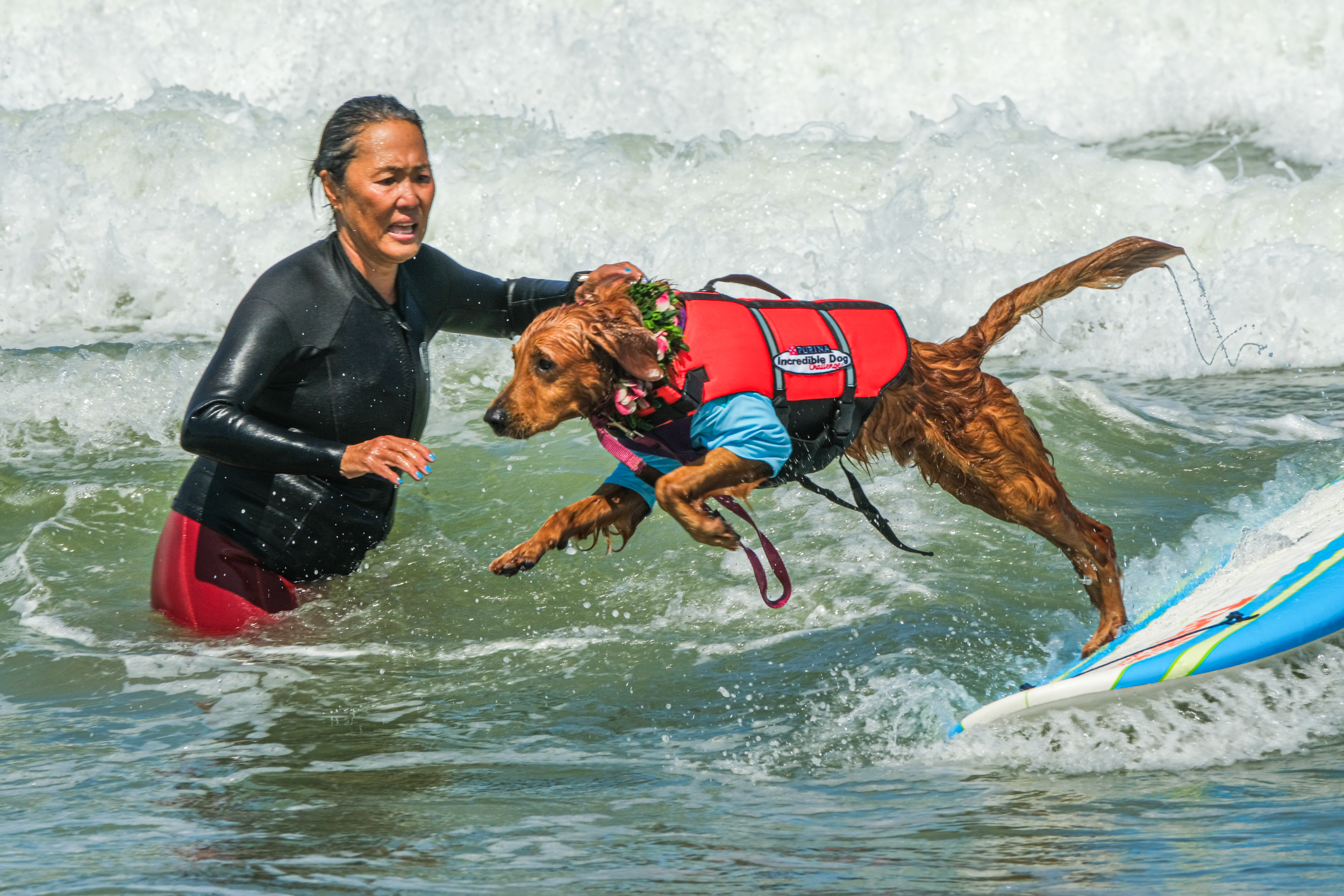 A person in a wetsuit helps a dog, wearing a life jacket, jump onto a surfboard in the waves.