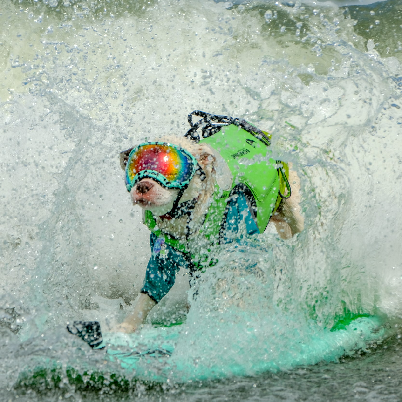 A dog wearing goggles and a life vest is actively surfing on a green surfboard, surrounded by splashing waves.