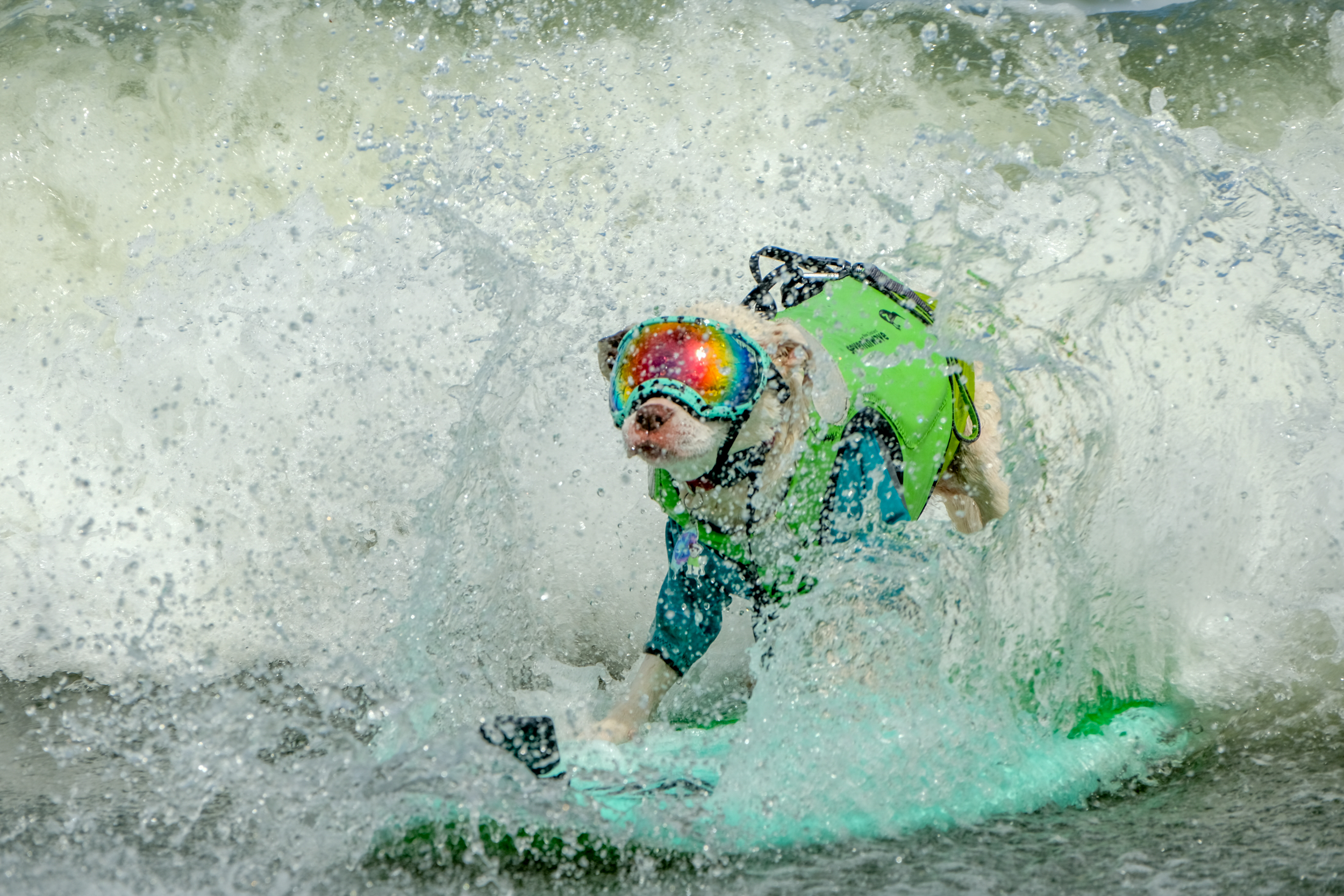 A dog wearing goggles and a life vest is actively surfing on a green surfboard, surrounded by splashing waves.