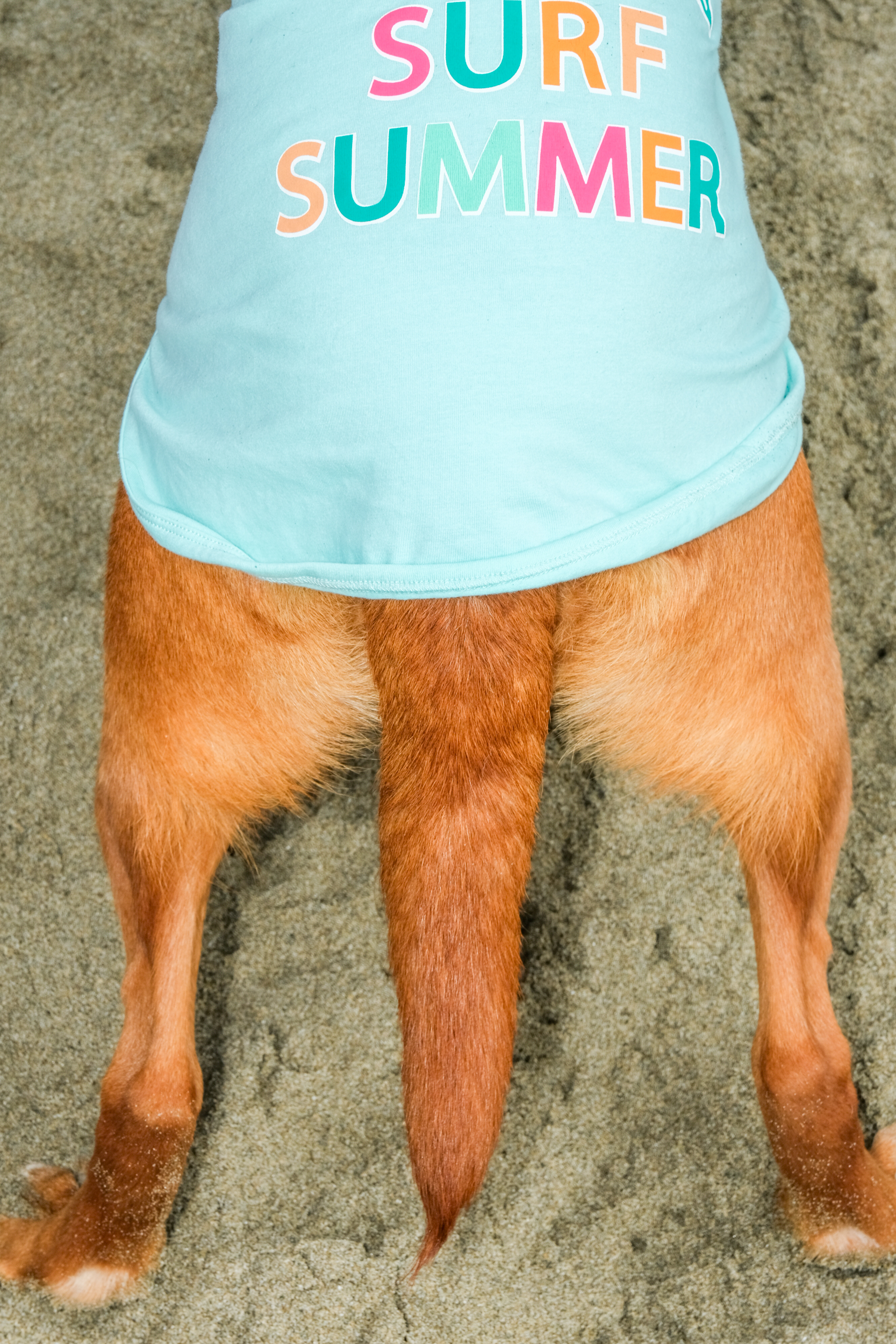 A sandy beach with the lower half of a dog wearing a blue shirt that says &quot;SURF SUMMER&quot;; its tail is in the center, and legs are spread apart.