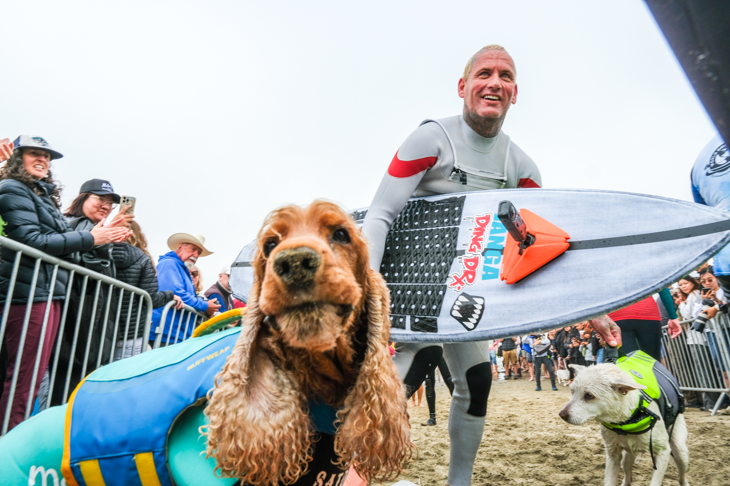 A man in a wetsuit holding a surfboard stands on a beach, surrounded by smiling onlookers behind a fence. Two dogs in life jackets are also in the scene.