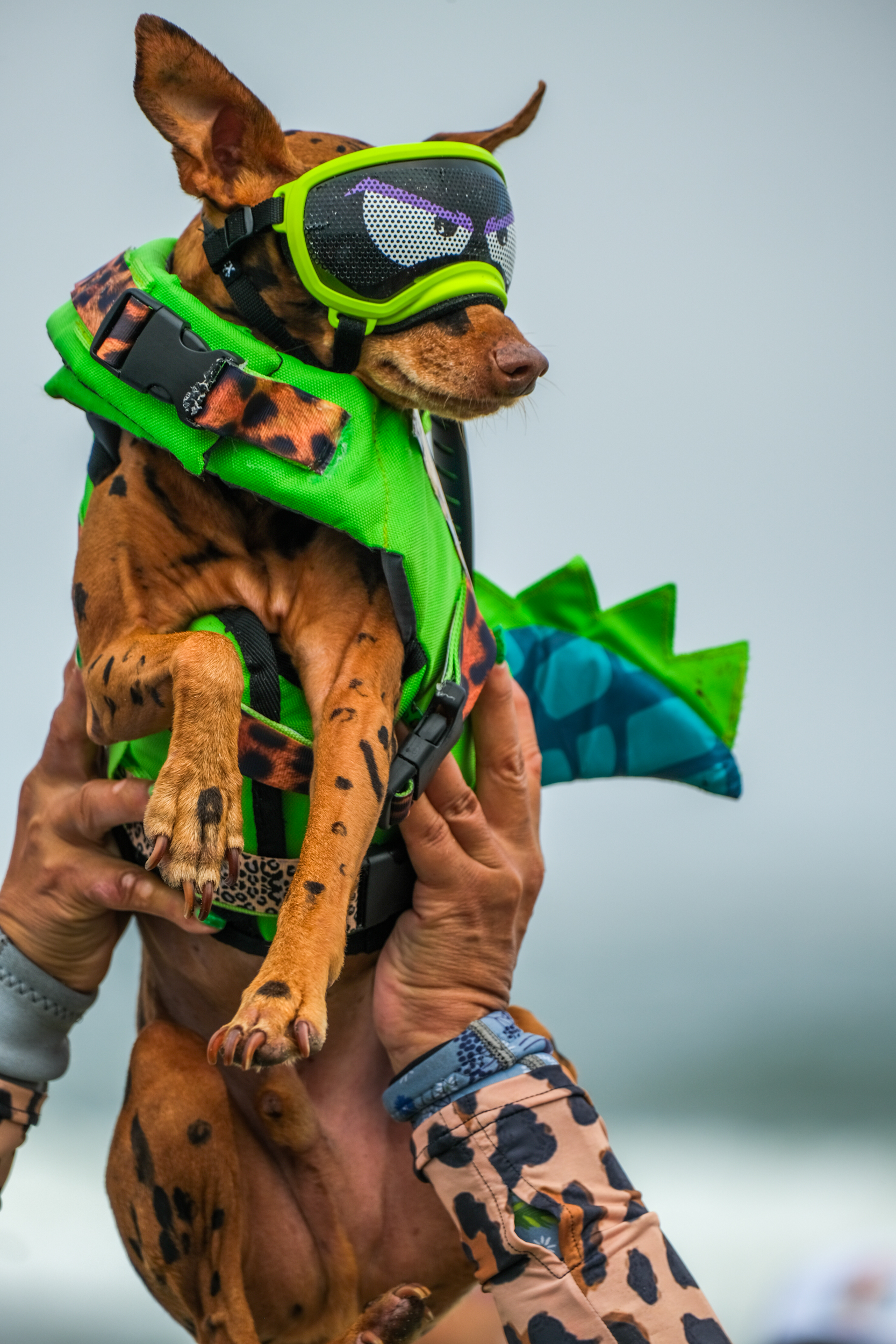 A small dog is being held up by a person. The dog is wearing green goggles and a matching green outfit with a dinosaur theme, complete with a tail.