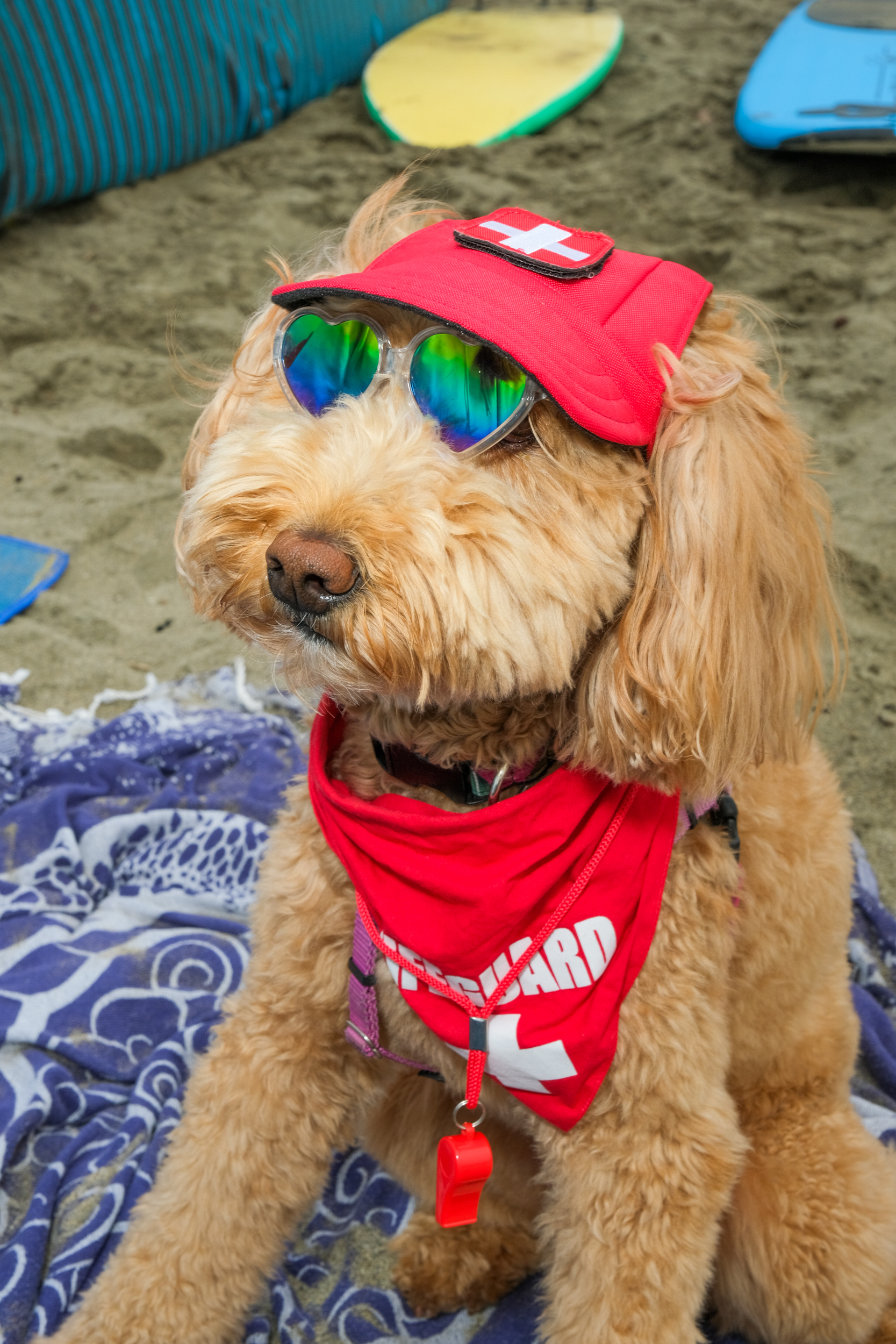 A fluffy dog is on the beach, wearing a red cap, mirrored sunglasses, and a red bandana with &quot;lifeguard&quot; printed on it, sitting on a patterned beach towel.