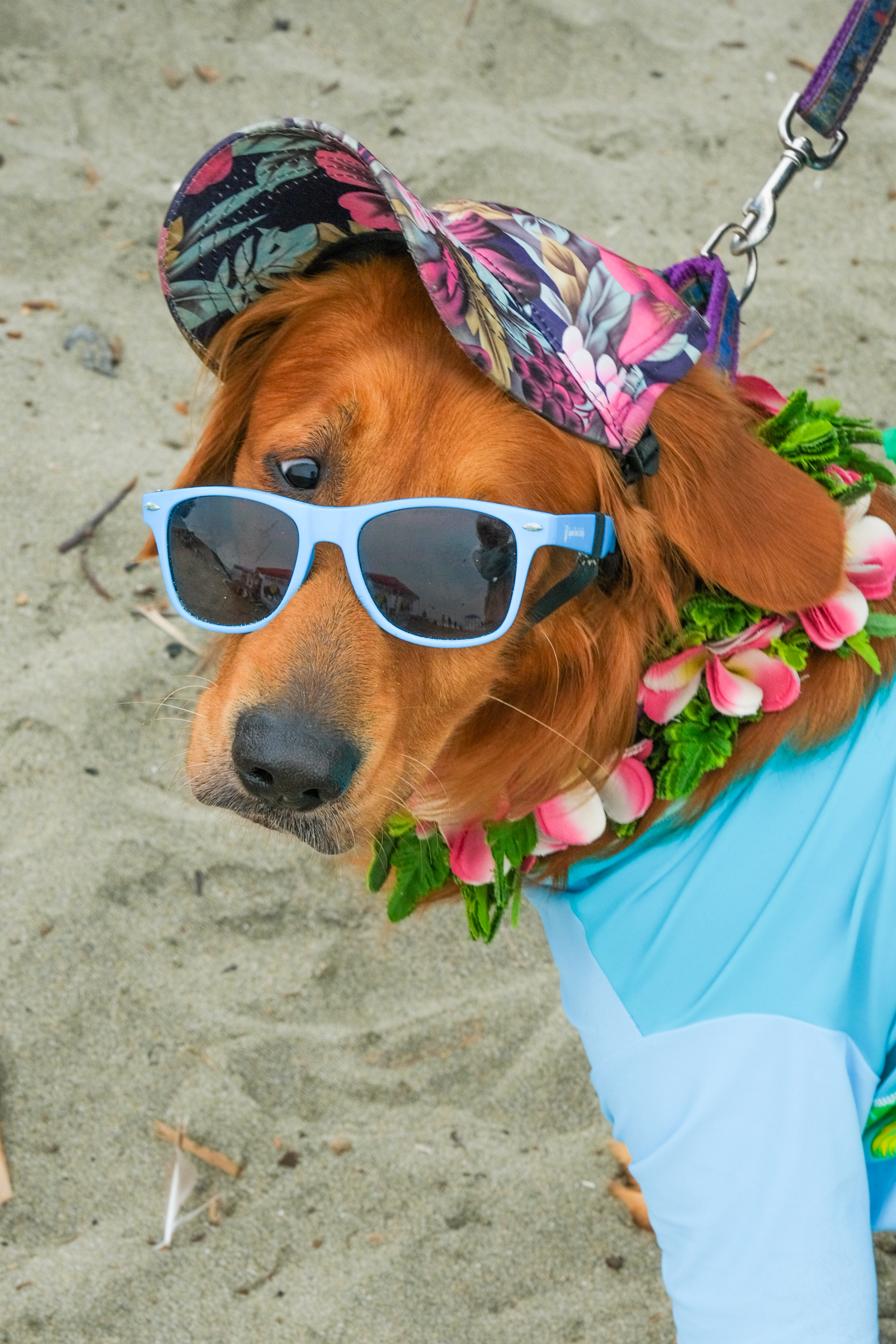 A dog wearing blue sunglasses, a floral cap, and a lei around its neck is on a sandy beach. The dog also has a blue shirt on and is attached to a leash.