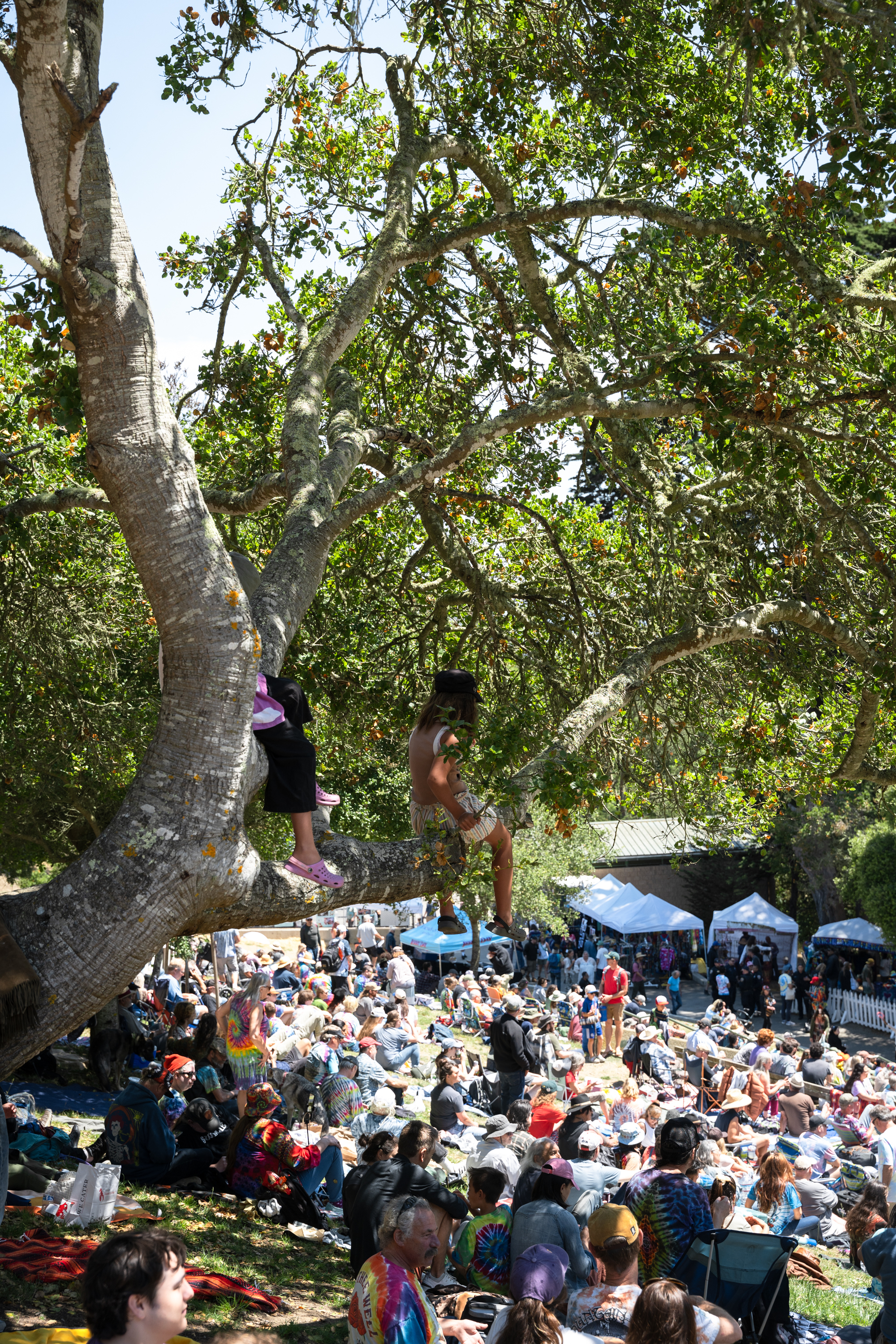 Two children sit on a tree branch above a crowd at an outdoor event, with people in colorful clothing seated on the grass and tents visible in the background.