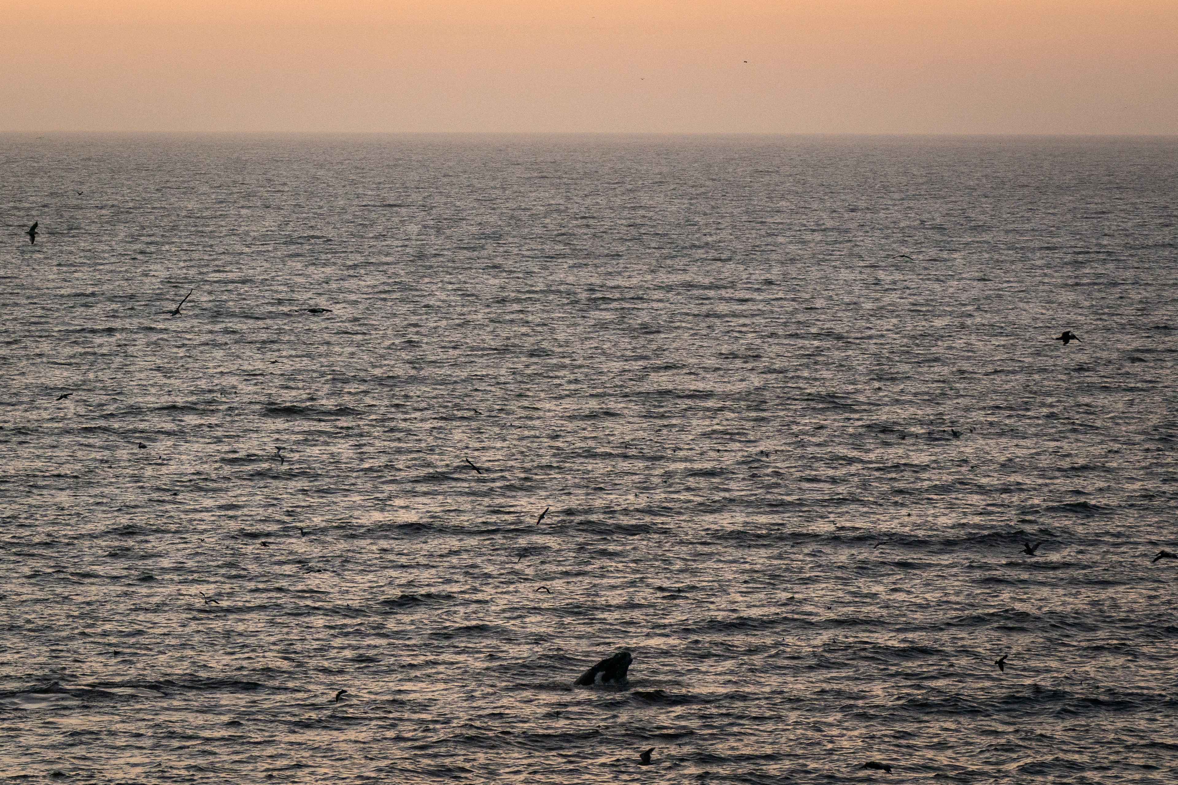 The image shows a vast ocean under a dusky sky with an orange hue. A few birds are flying above the water, and a whale’s tail is emerging from the sea.