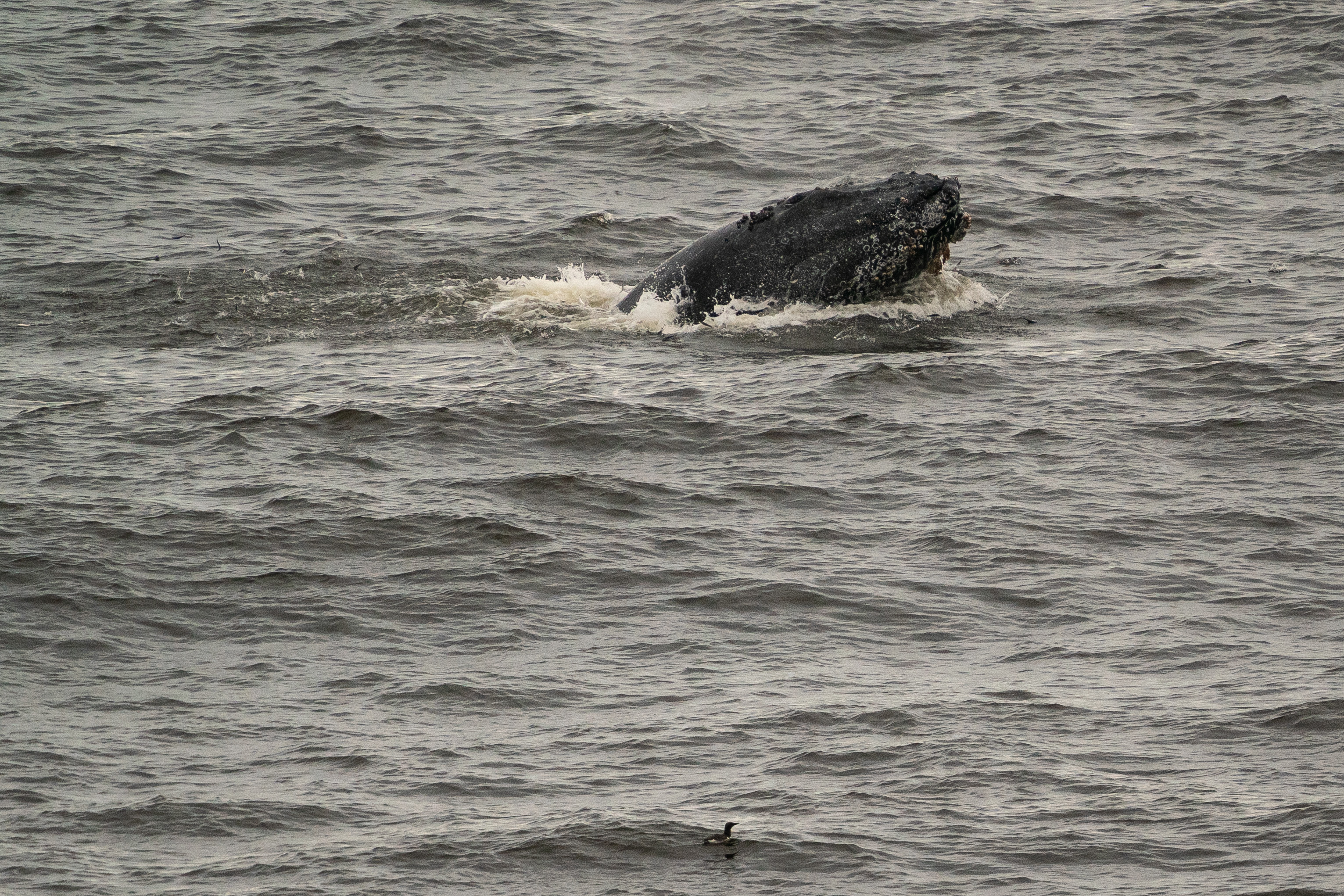 A whale's large head breaches the surface of choppy, gray water, creating splashes. A small bird floats on the water's surface in the foreground.