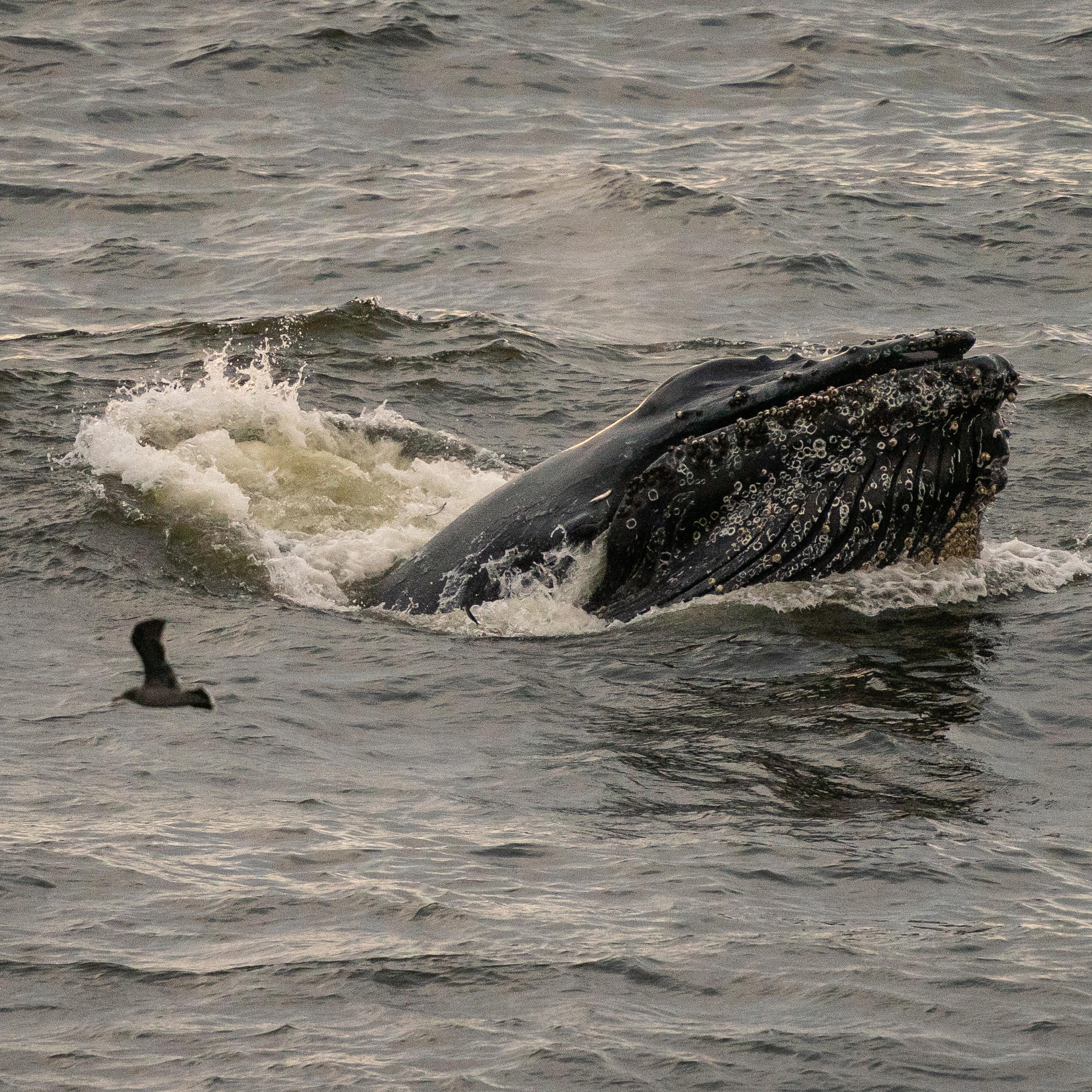 A whale's head breaks the surface of the water, covered in barnacles, with a bird flying nearby against a backdrop of slightly choppy sea waves.