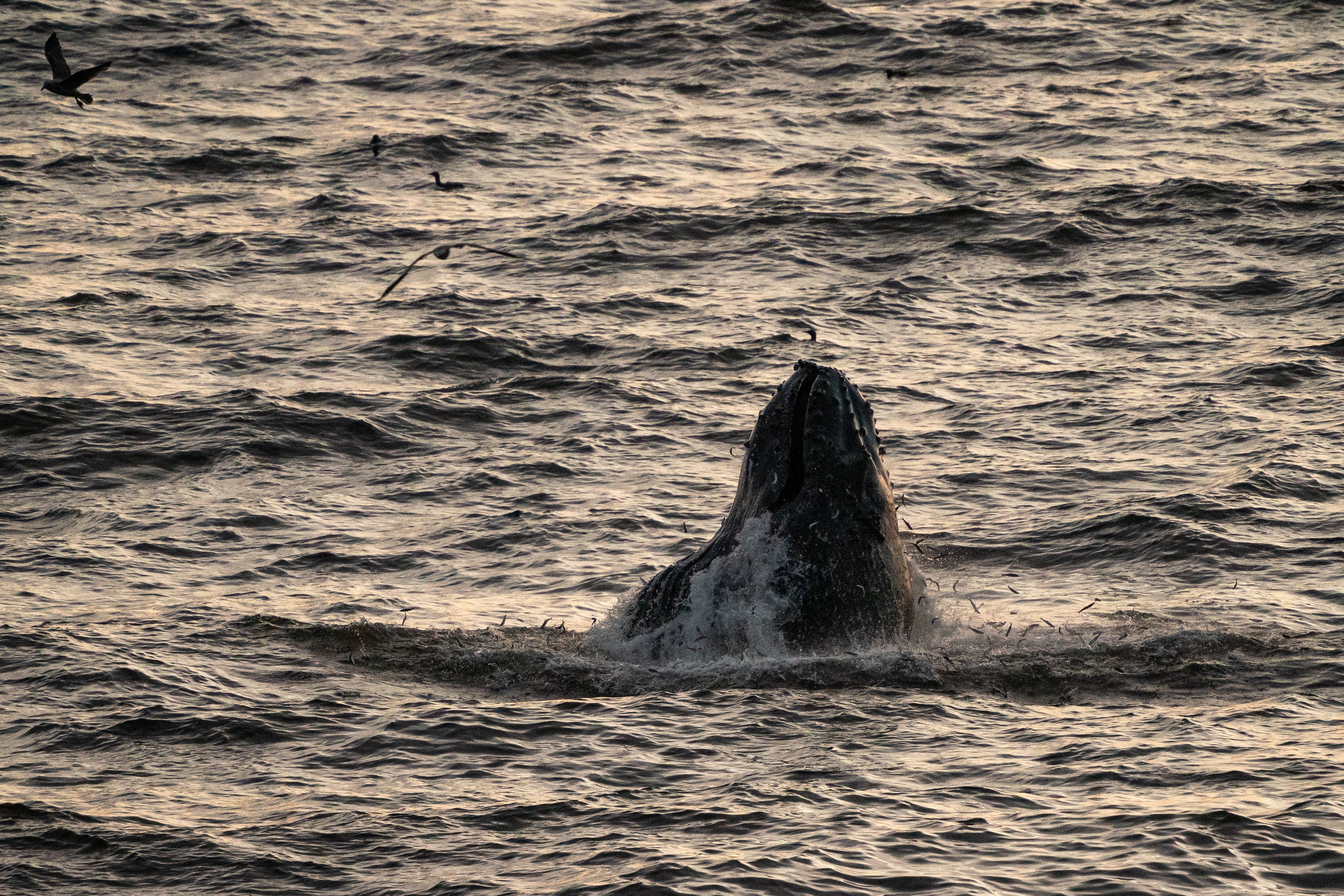 A whale's head emerges from the water at sunset, surrounded by splashing fish and flying seabirds.