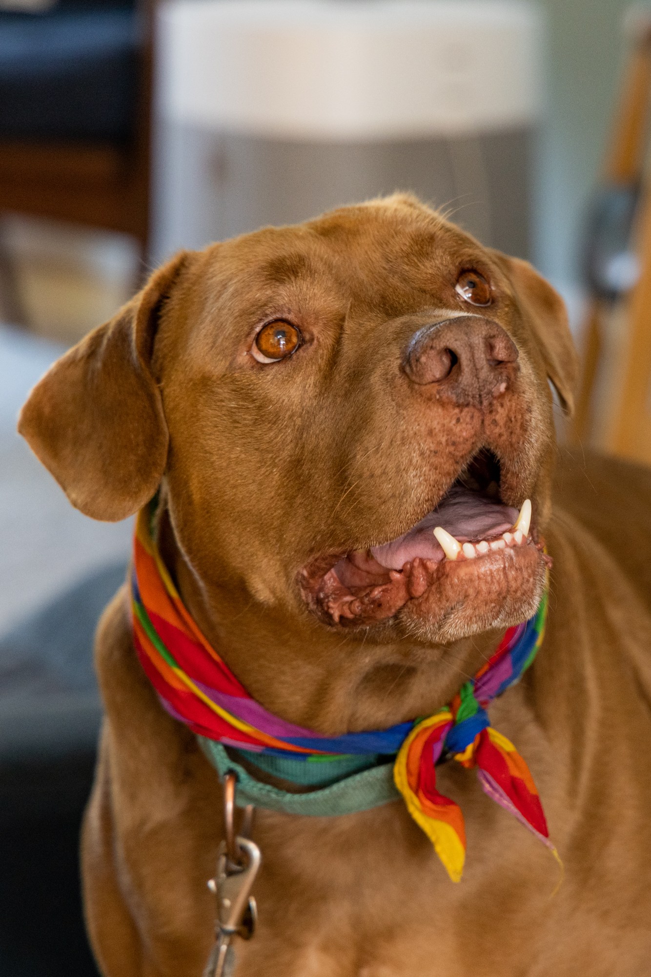 A brown dog with expressive eyes and an open mouth is wearing a colorful bandana and standing in a cozy room with wooden furniture and a soft rug.