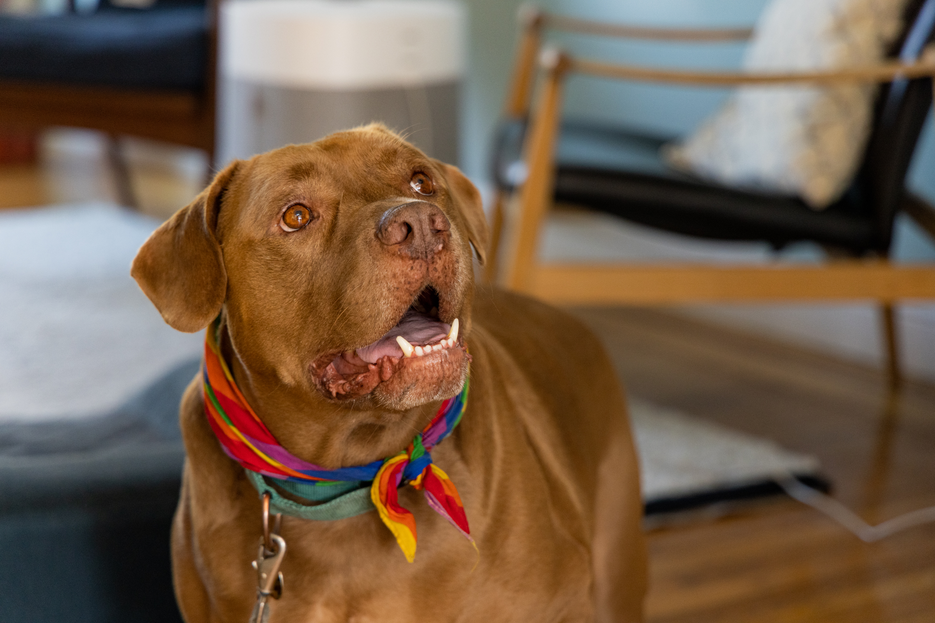 A brown dog with expressive eyes and an open mouth is wearing a colorful bandana and standing in a cozy room with wooden furniture and a soft rug.