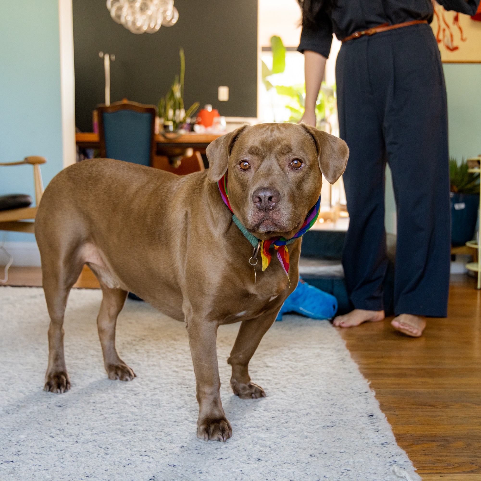 A brown dog with a colorful bandana stands on a rug in a living room. A person's legs and feet, clad in dark pants, are visible in the background. The room appears furnished and cozy.