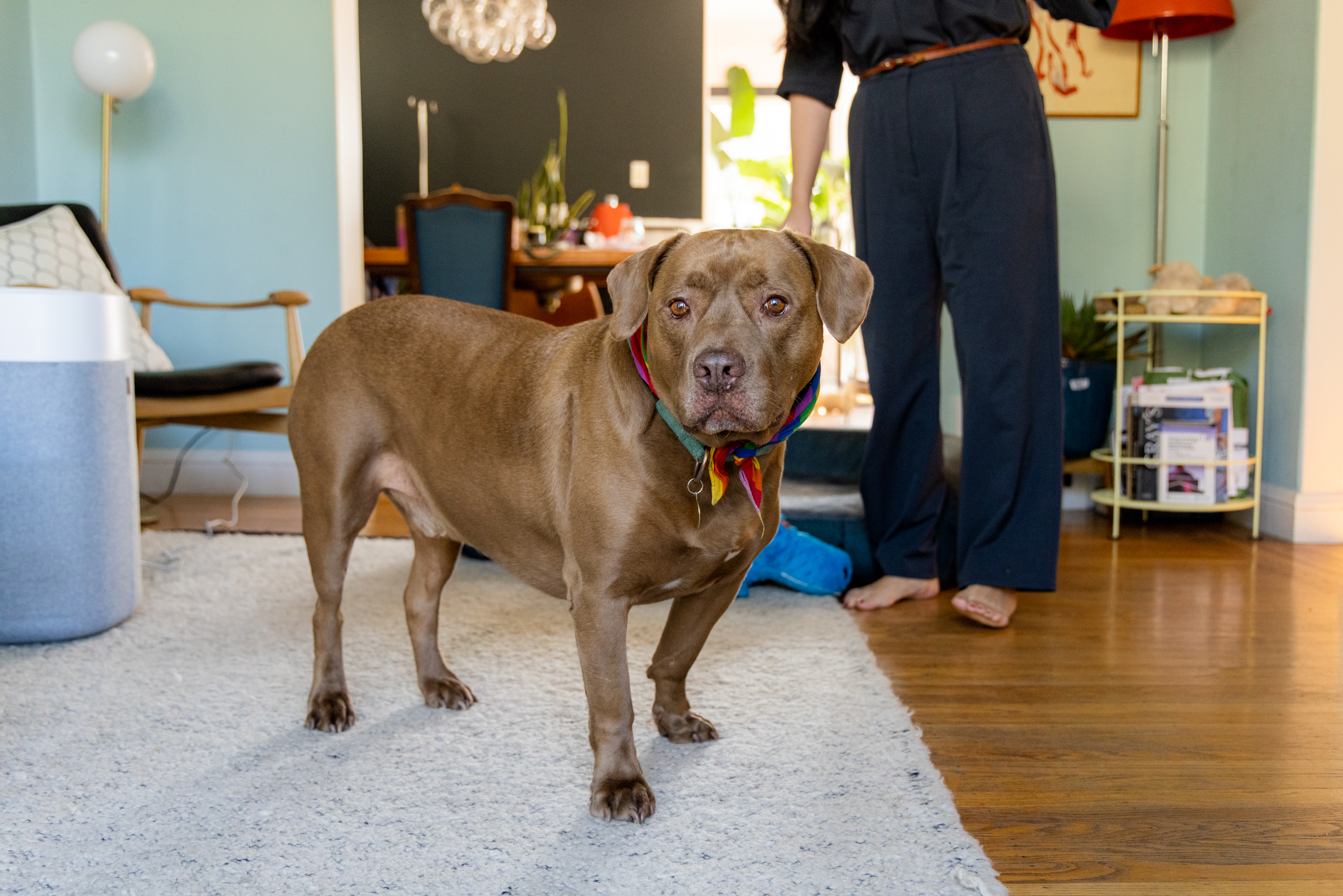 A brown dog with a colorful bandana stands on a rug in a living room. A person's legs and feet, clad in dark pants, are visible in the background. The room appears furnished and cozy.