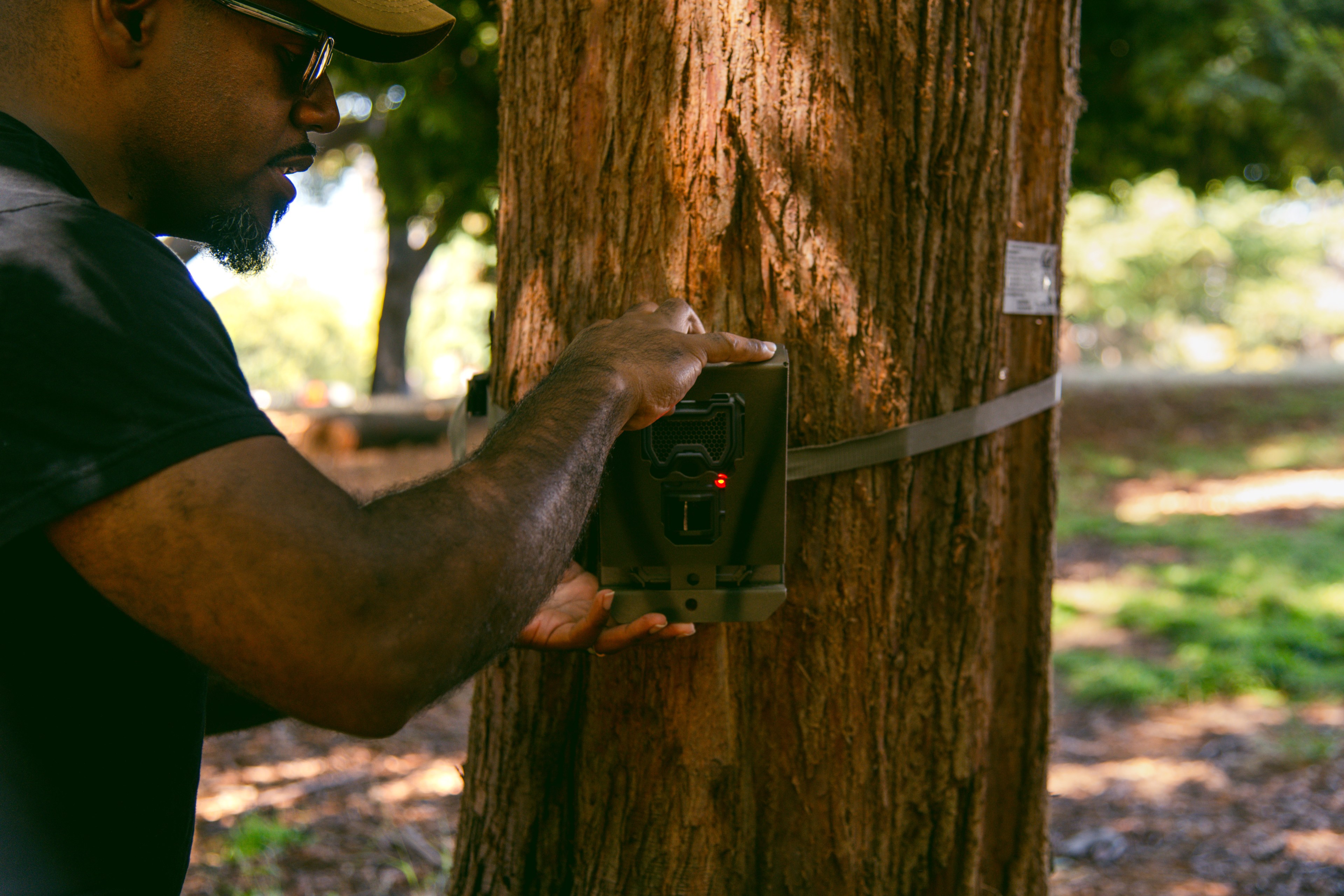 A person wearing a cap and glasses is adjusting a device strapped to a tree in a forested area. The scene is well-lit, with sunlight filtering through the trees.