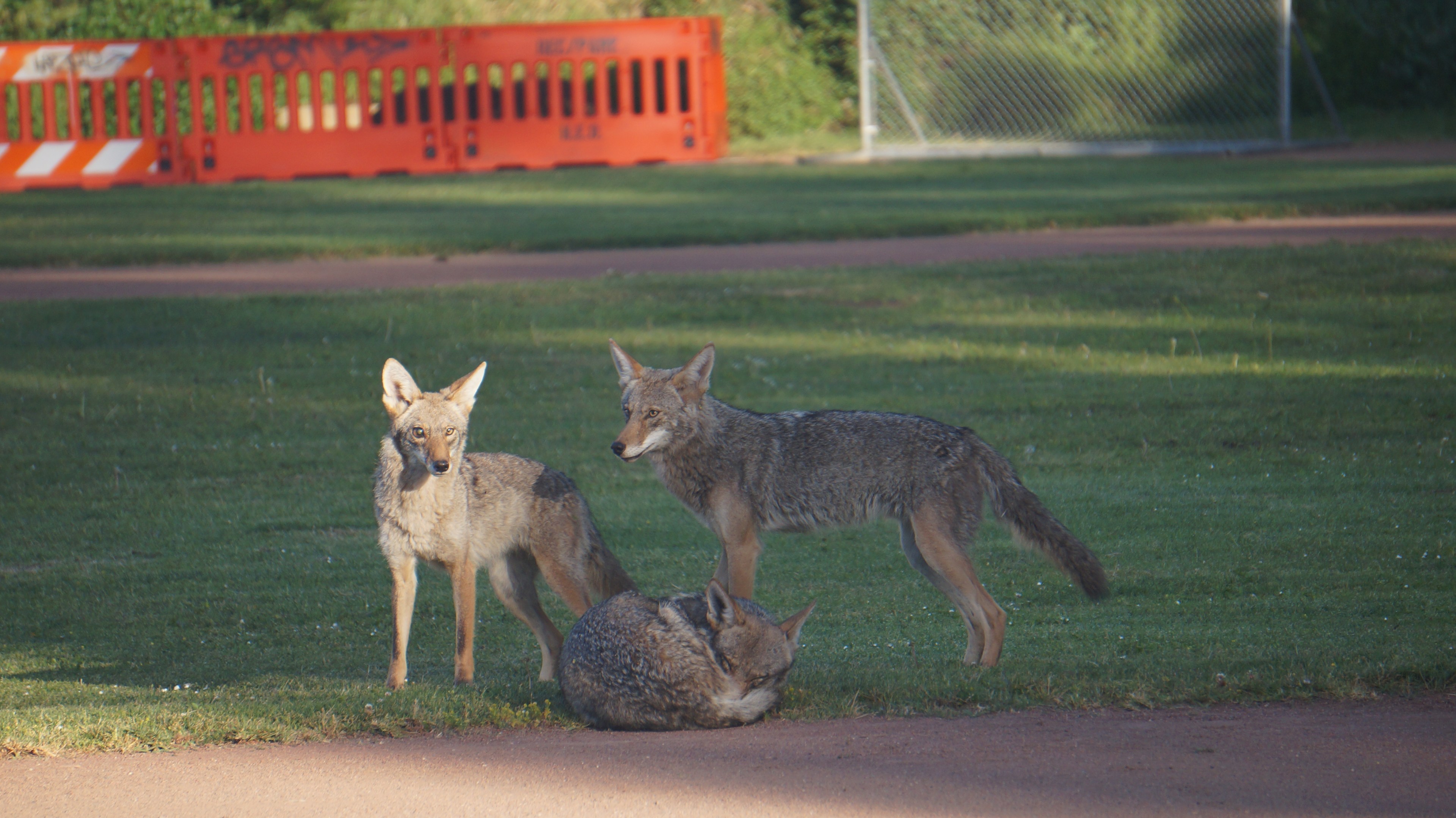 Coyotes play in a park in San Francisco