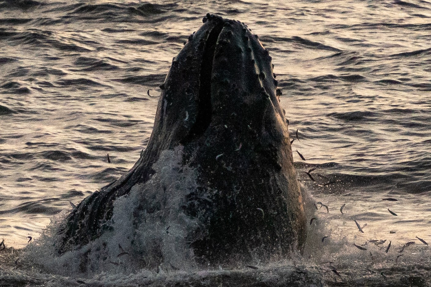 A whale emerges from the ocean, its head above water, surrounded by splashing waves and small fish leaping around it against a backdrop of rippling sea.