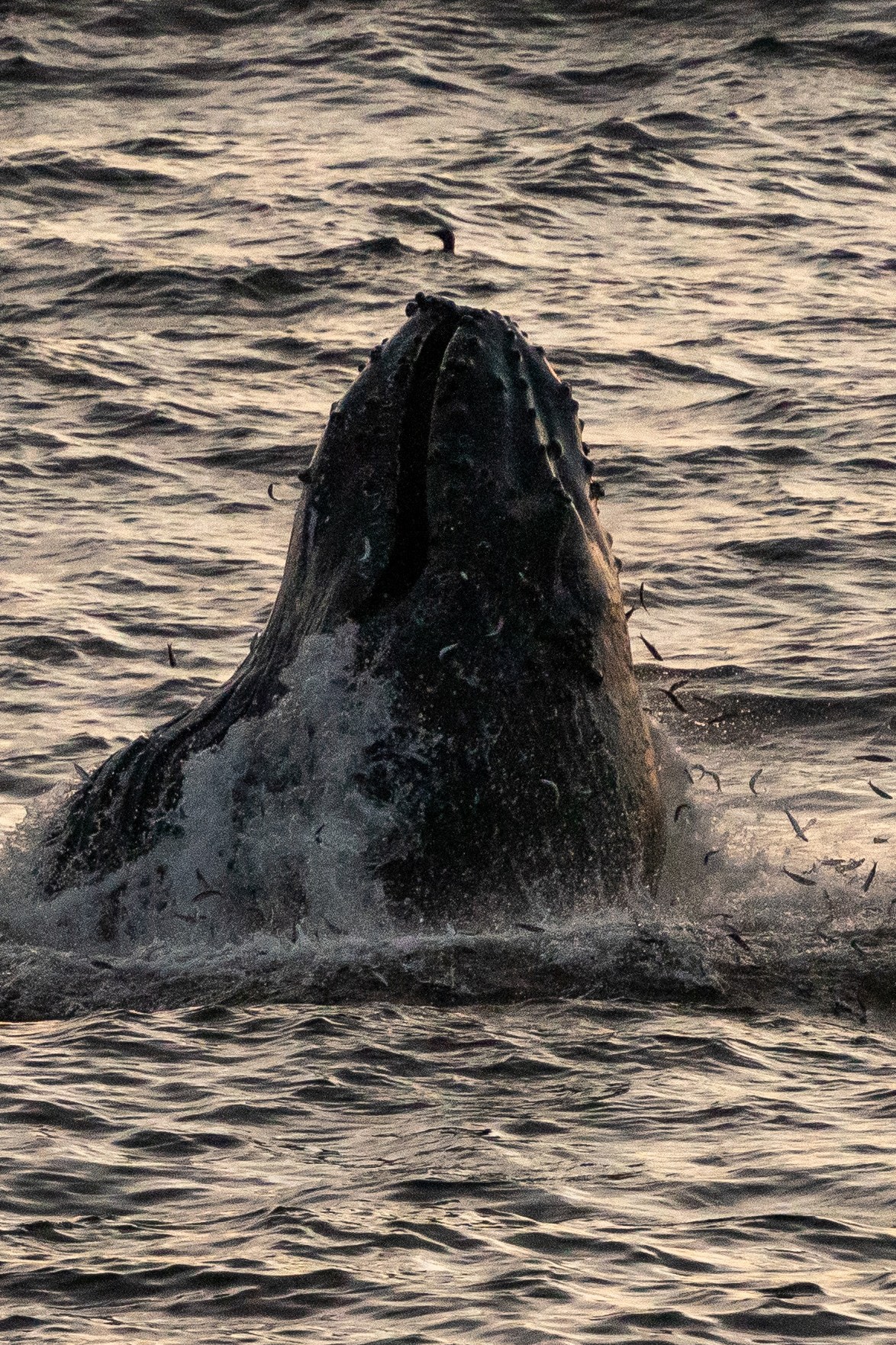 A whale emerges from the ocean, its head above water, surrounded by splashing waves and small fish leaping around it against a backdrop of rippling sea.