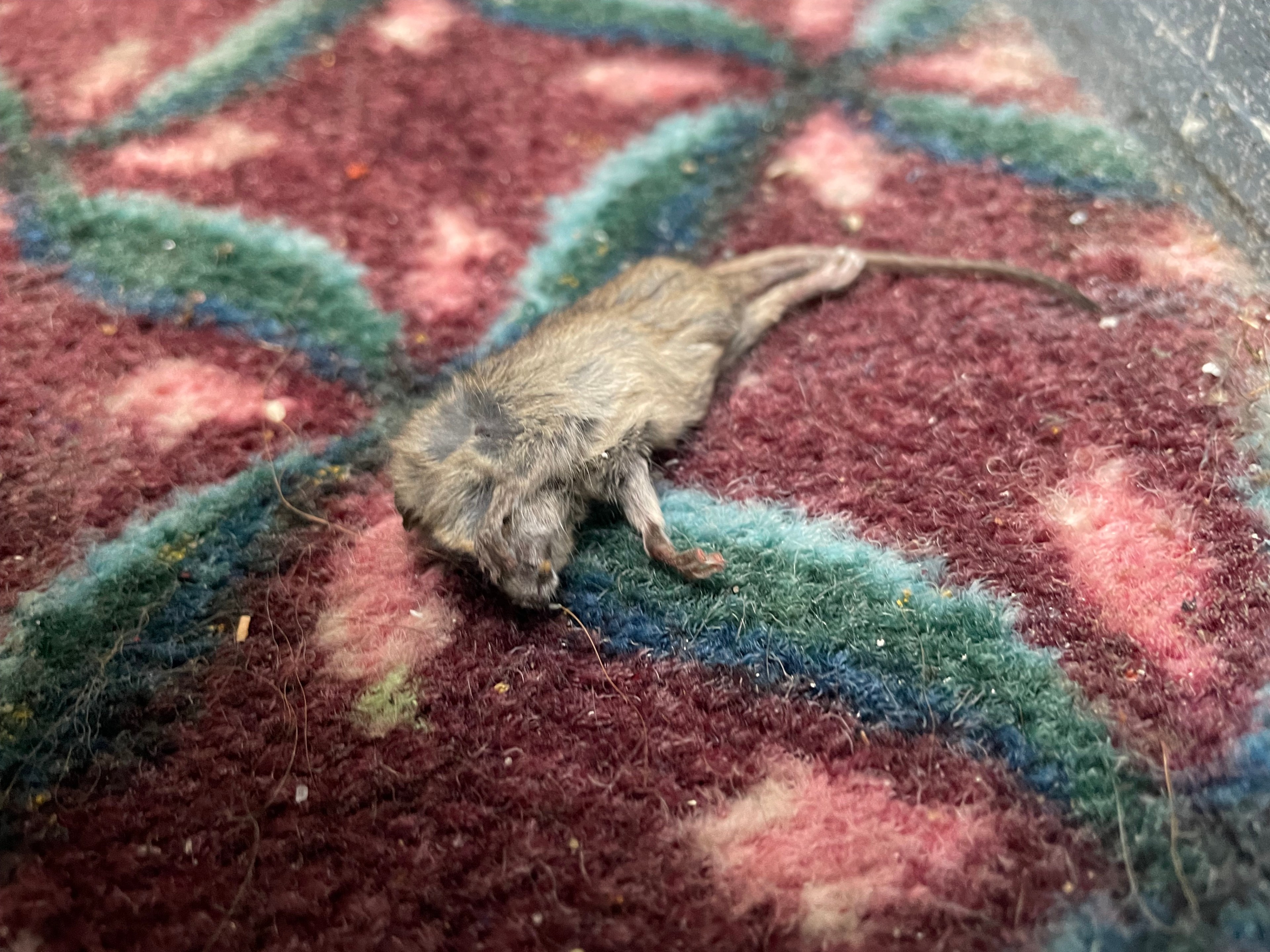 A small, lifeless mouse lies on a patterned carpet with green, pink, and burgundy hues. Its body is slightly curled, and its tail extends on the carpet.