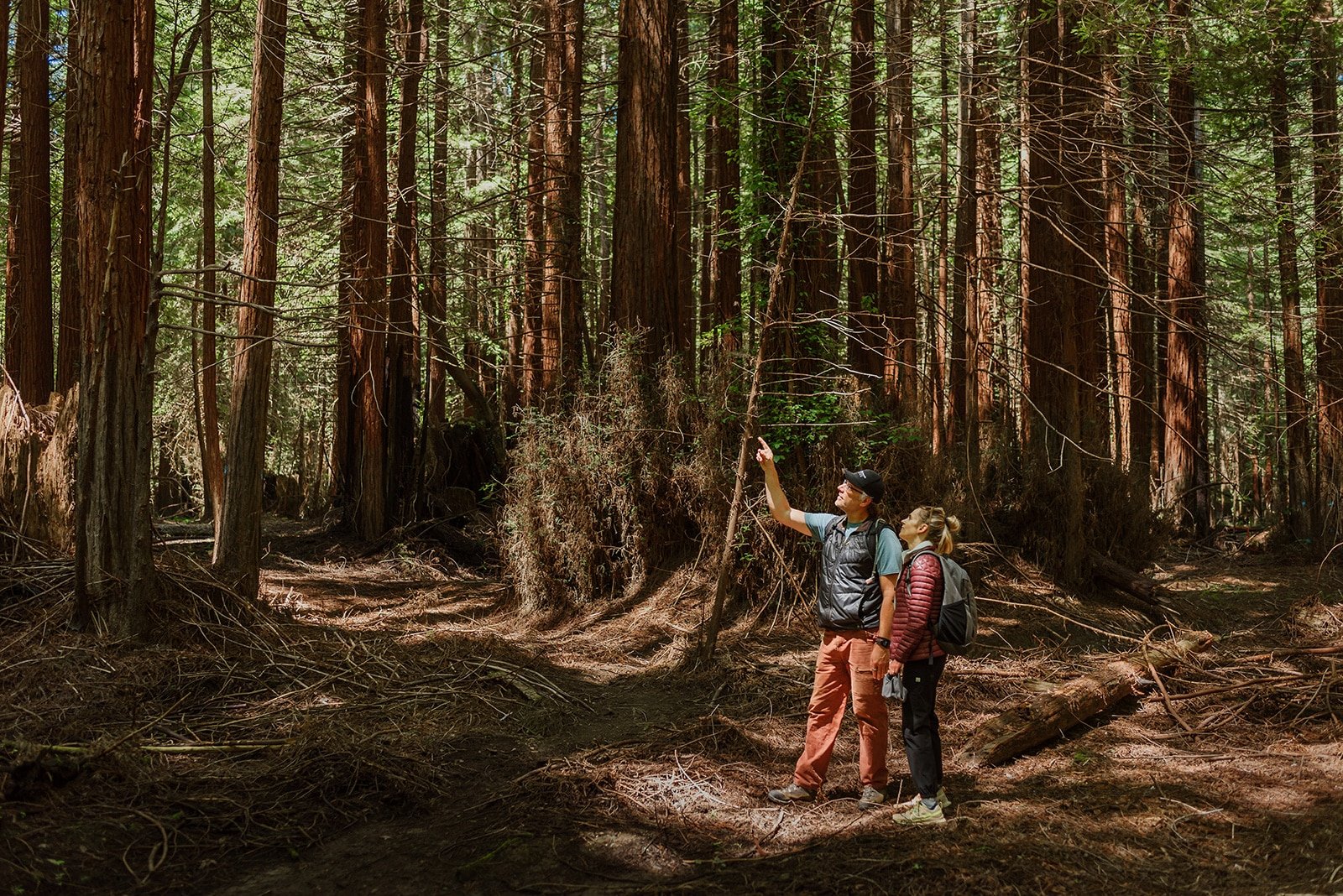 Two people with backpacks are in a dense forest of tall, straight trees. One person is pointing upwards, and sunlight filters through the branches above.