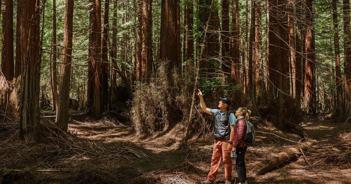 The redwood forest in Sonoma County is now protected forever