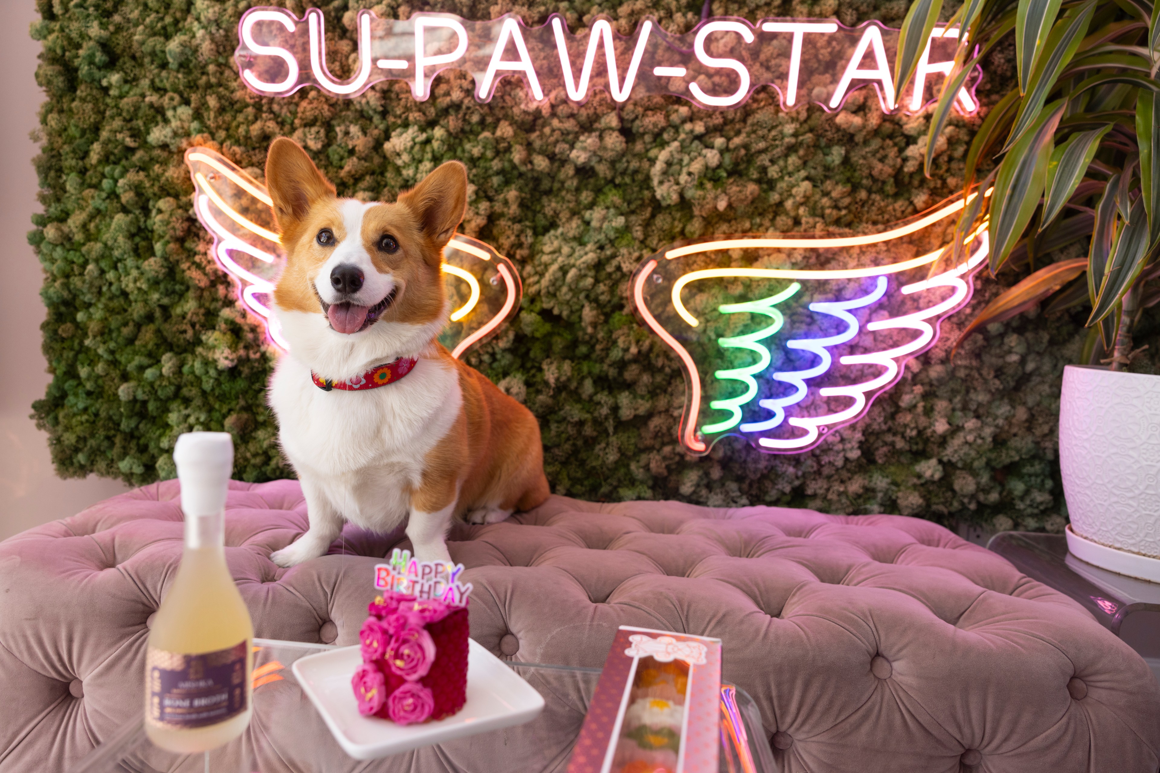 A happy Corgi sits on a pink tufted surface under neon signs and wings, with birthday treats including a small cake and a bottle in front of him.