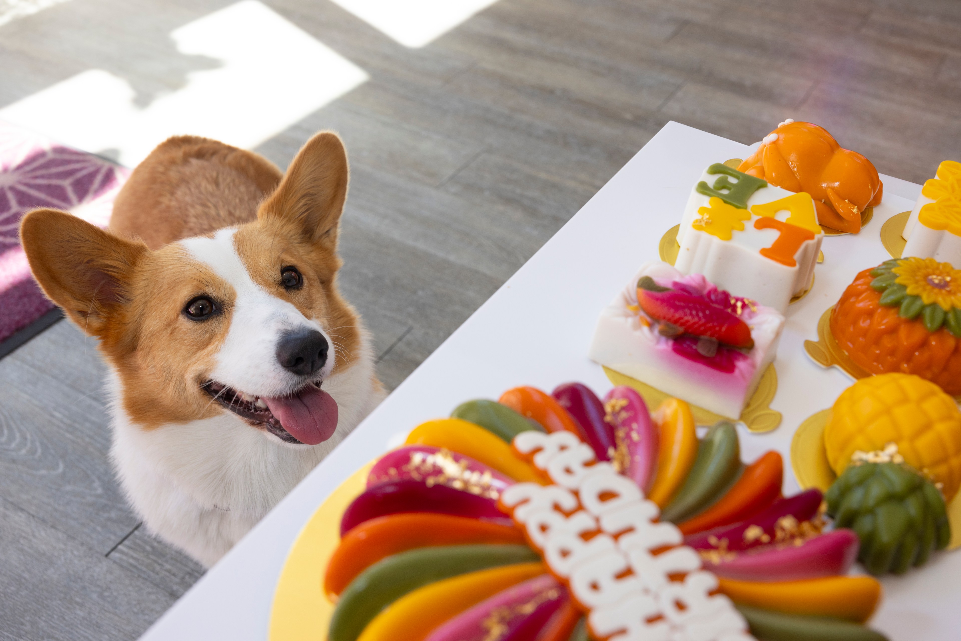 A happy corgi with its tongue out looks eagerly at a colorful display of fruit-shaped cakes on a table, with sunlight streaming through a window behind them.