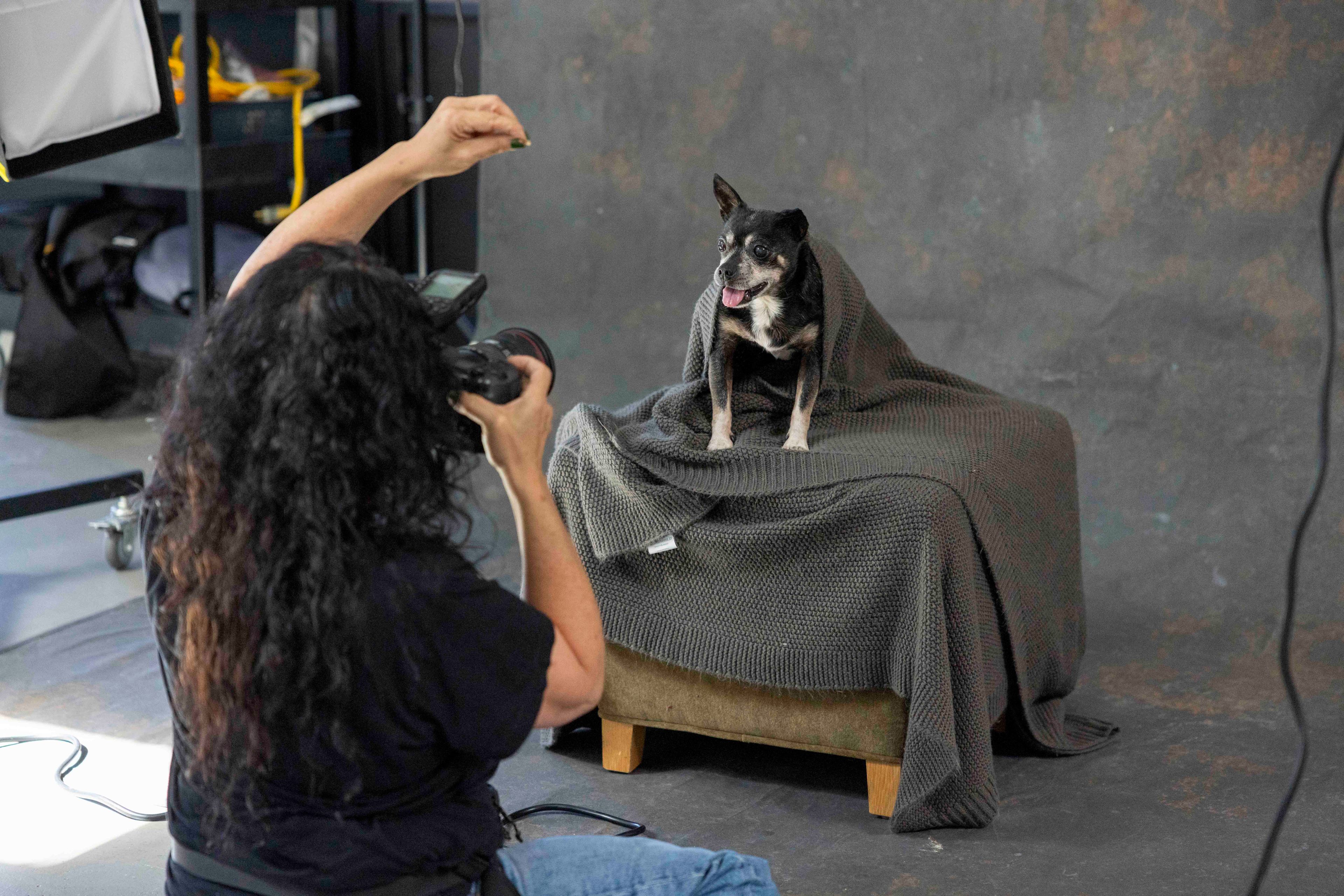 A photographer captures a picture of a dog draped in a blanket sitting on a stool, while holding up a treat to get the dog's attention in a studio setting.