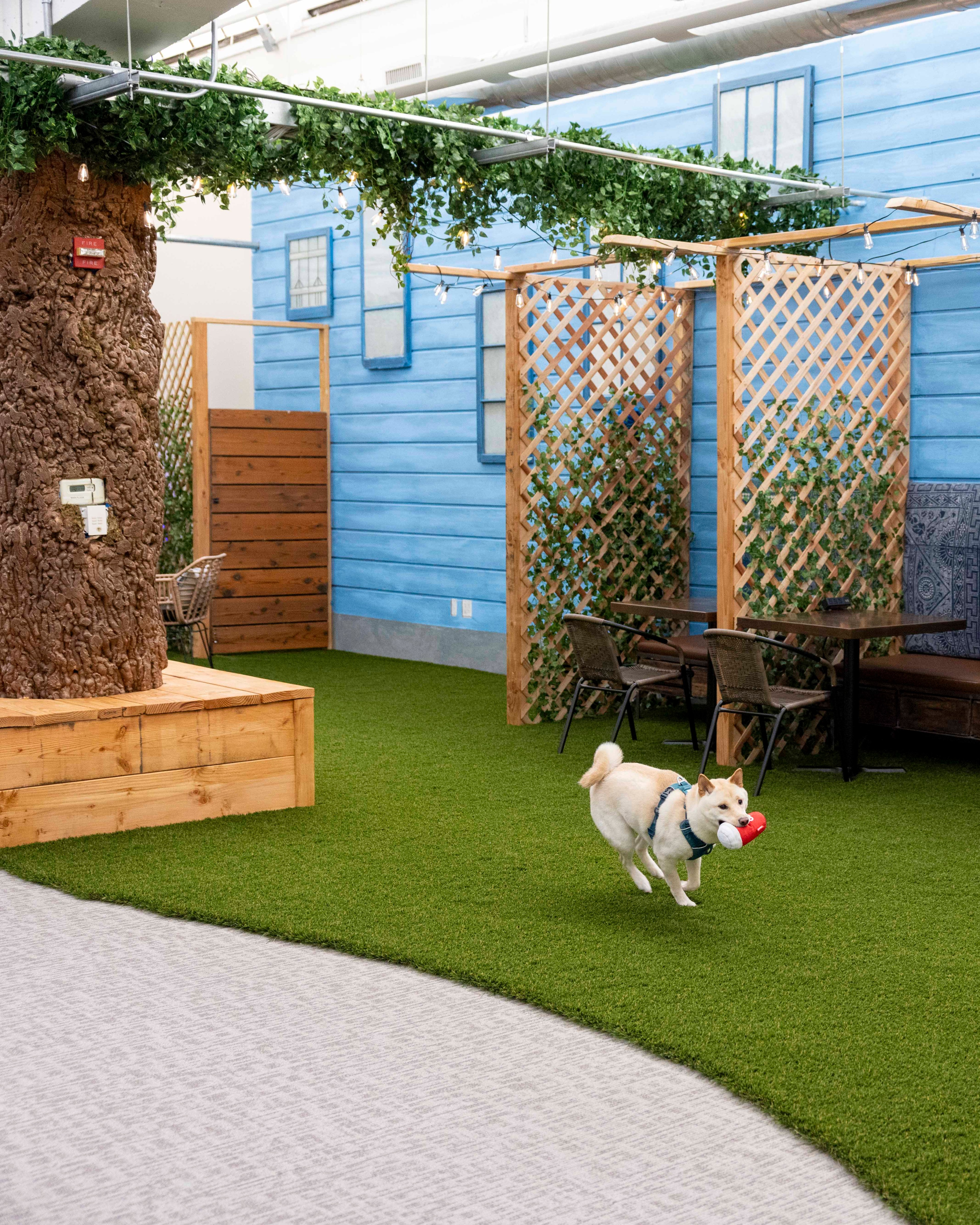 A small dog with a toy runs on artificial grass indoors, surrounded by blue walls, lattice panels, a tree trunk, and seating areas under hanging plants.