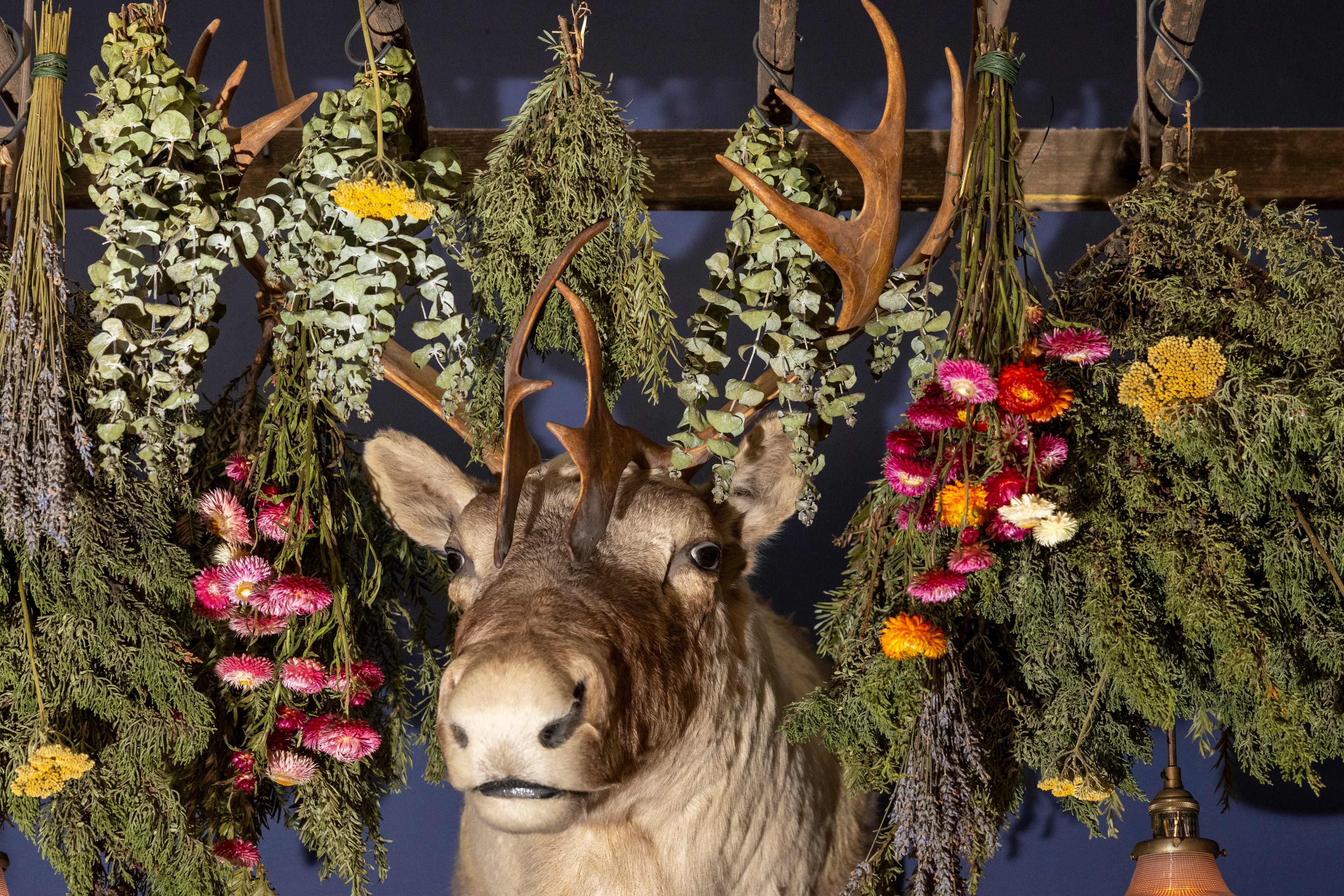 A taxidermy reindeer is surrounded by bundles of dried greenery and colorful flowers hanging from wooden beams, creating a whimsical and natural display.