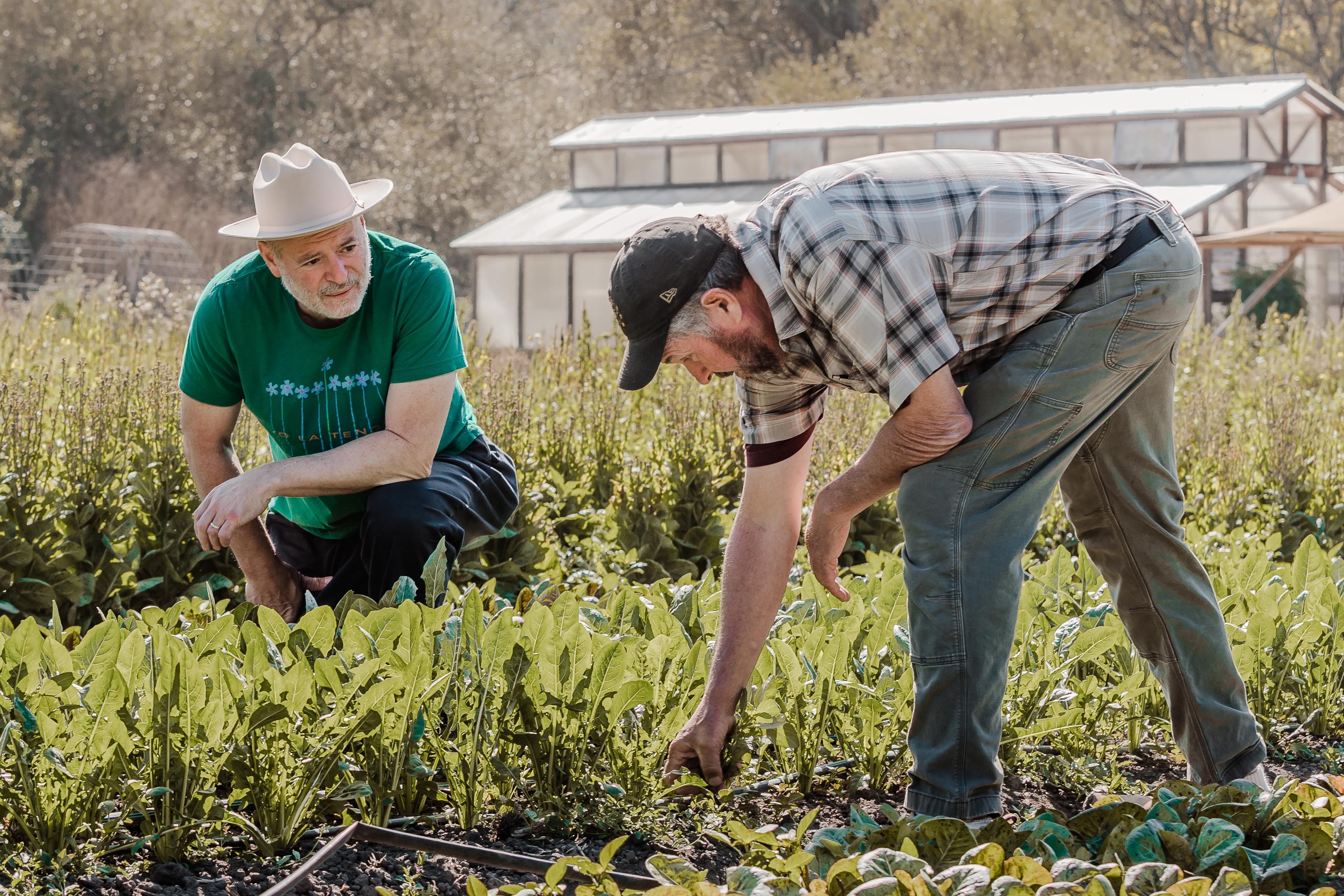 Two men are working in a lush garden. One is kneeling and wearing a green shirt and hat, while the other, dressed in a plaid shirt and cap, bends down to tend to plants.