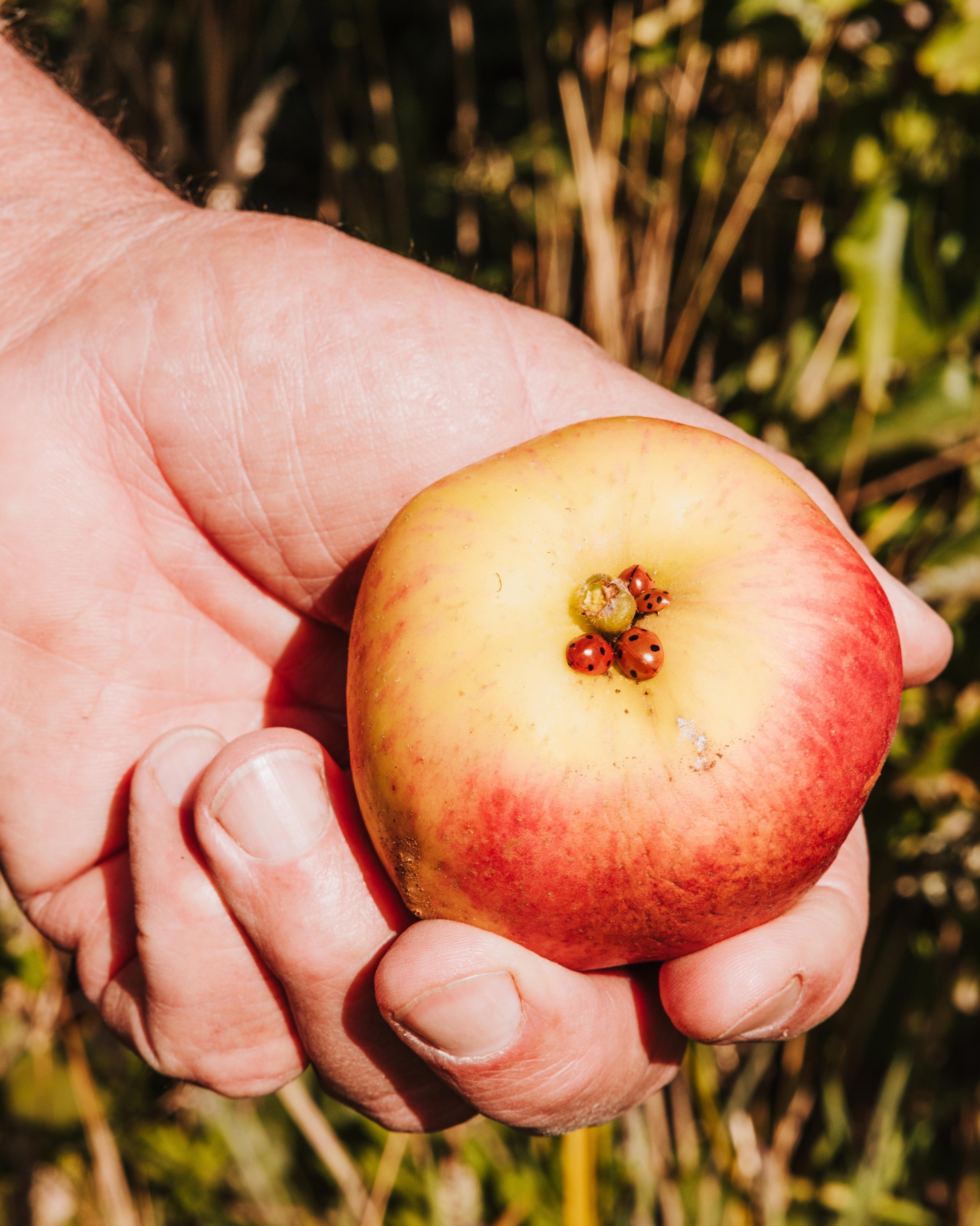 A hand holds a red and yellow apple with a group of three ladybugs clustered around the stem. The background is blurred greenery.