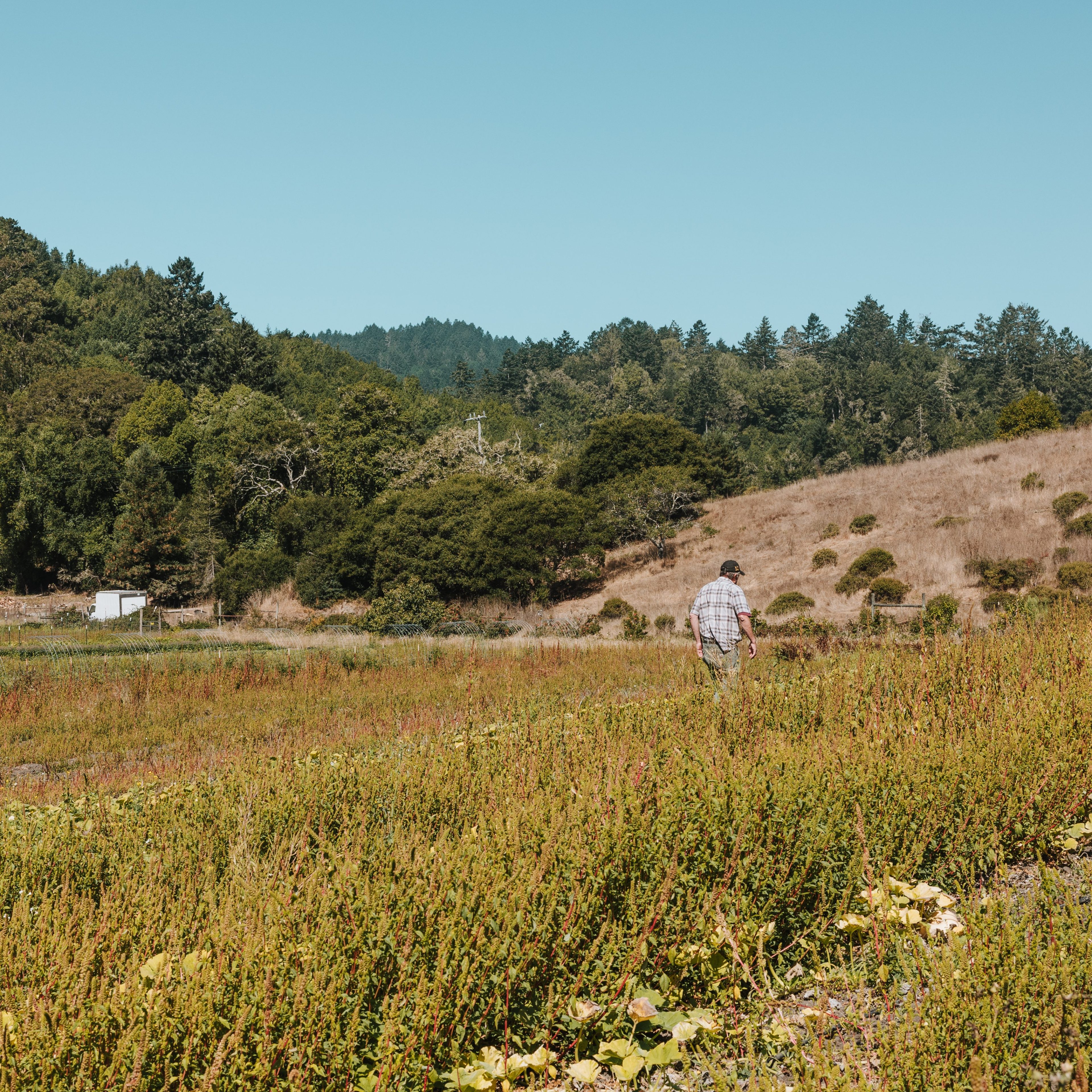 A person walks through a field with tall grass and plants, surrounded by hills and a forest in the background under a clear blue sky.